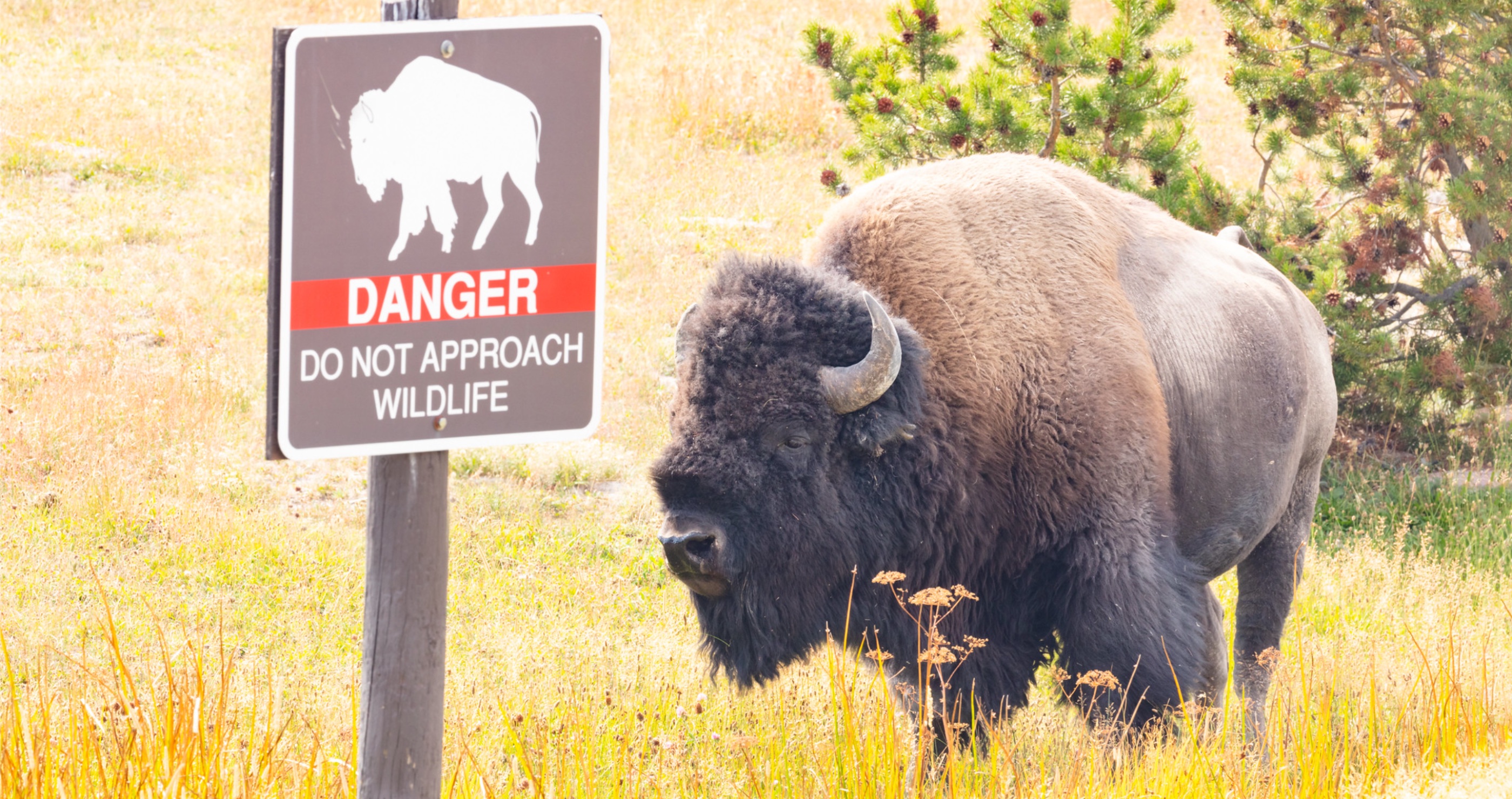 violent encounter between man and bison at Yellowstone