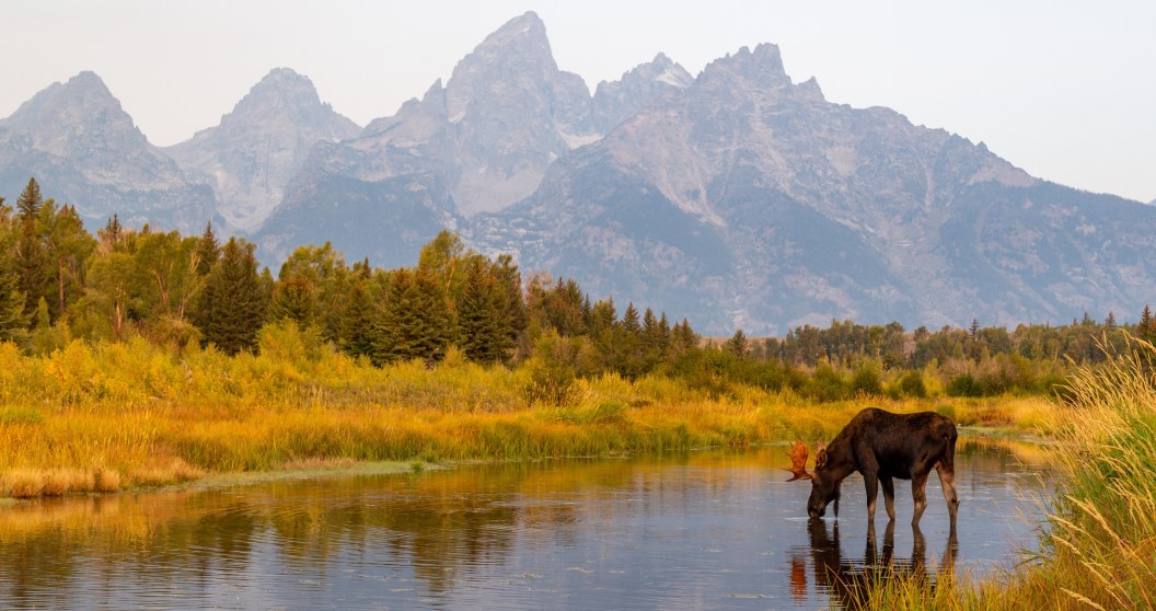 wildlife in Wyoming