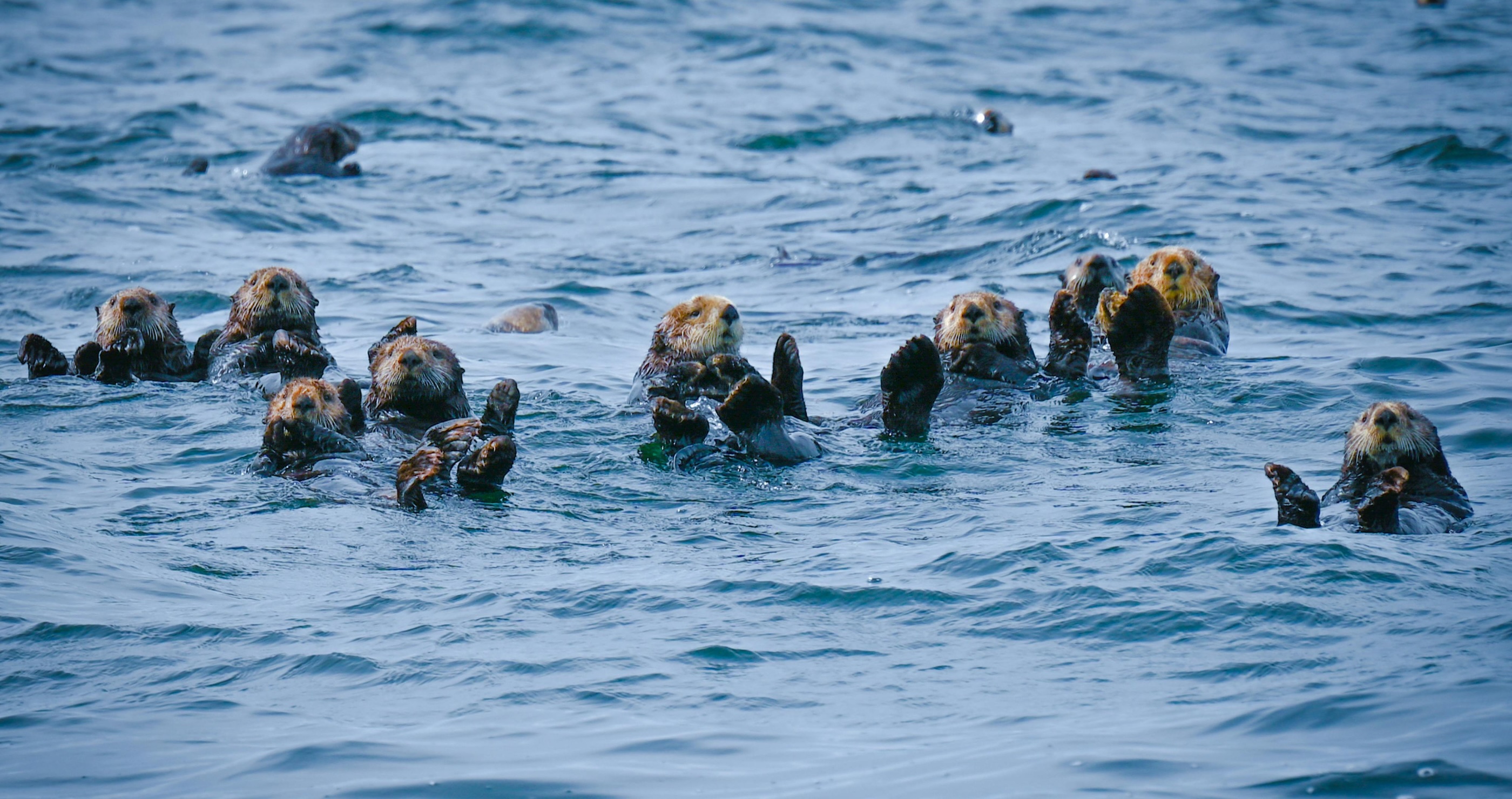 10 Incredible Facts About Sea Otters That Will Make You Love Them Even More