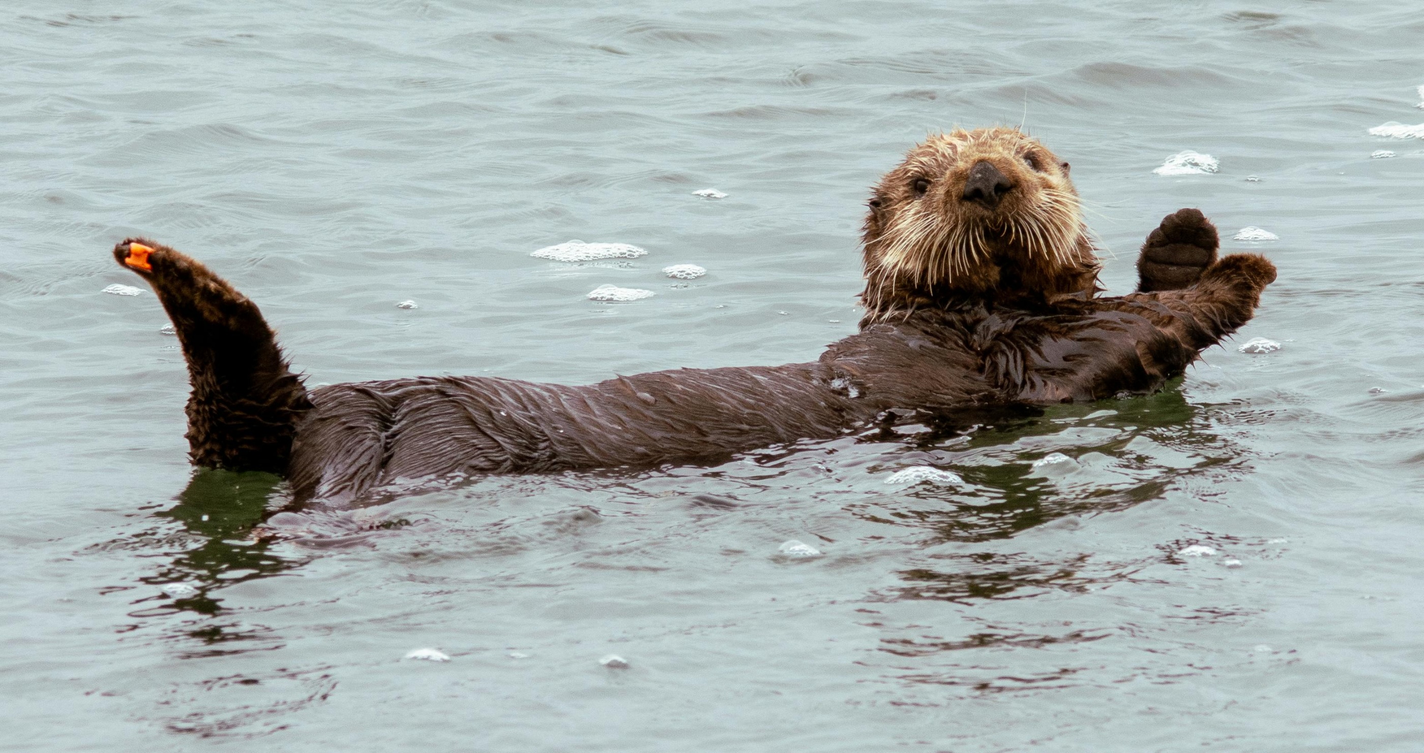 10 Incredible Facts About Sea Otters That Will Make You Love Them Even More
