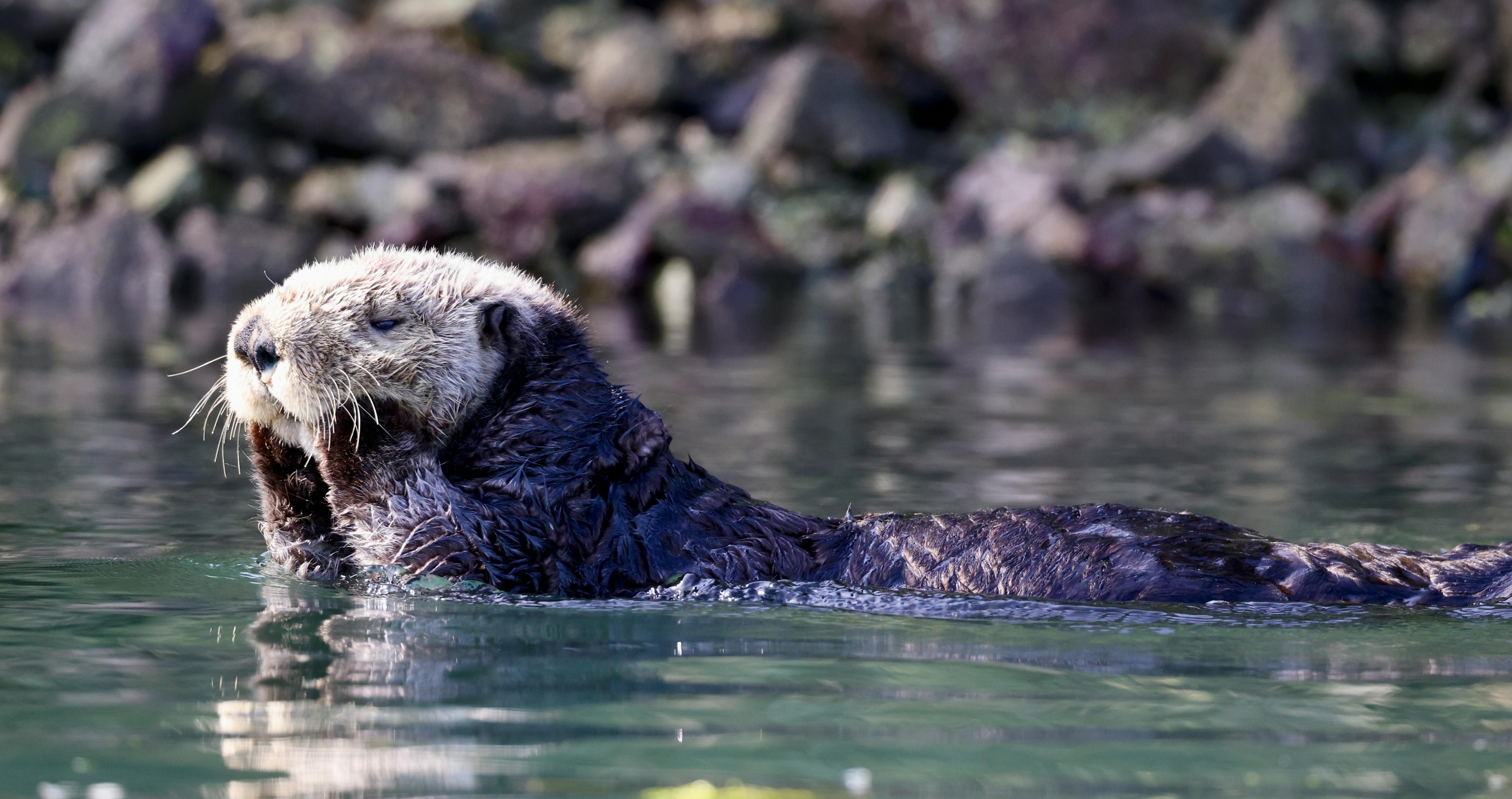10 Incredible Facts About Sea Otters That Will Make You Love Them Even More