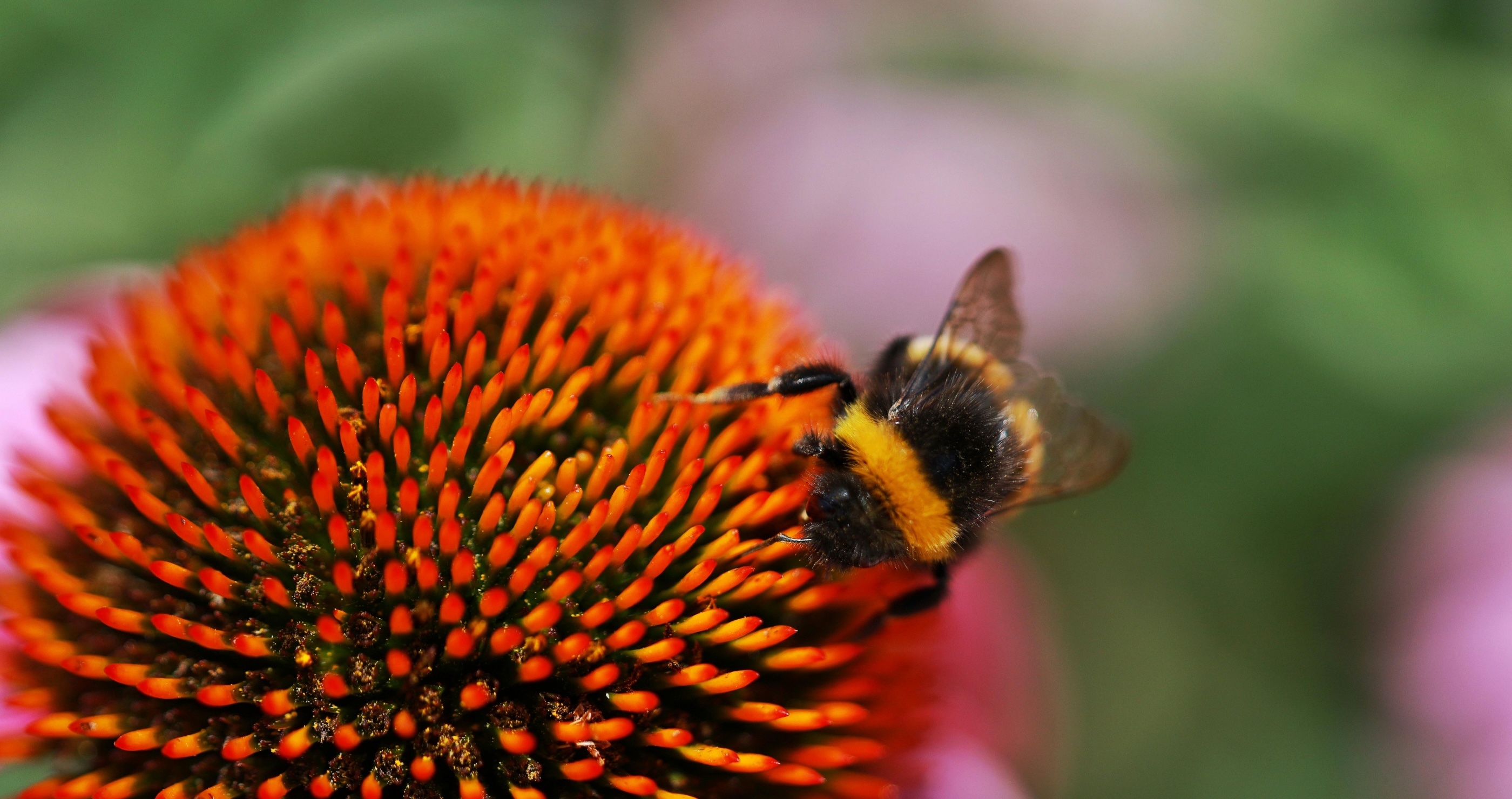 10 Ways You Can Help Support Honey Bees From Your Own Home
