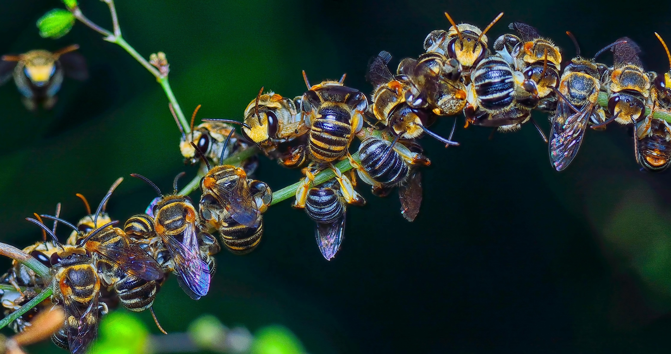 10 Ways You Can Help Support Honey Bees From Your Own Home