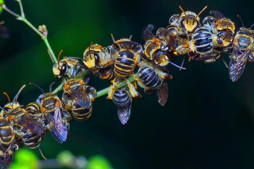 10 Ways You Can Help Support Honey Bees From Your Own Home