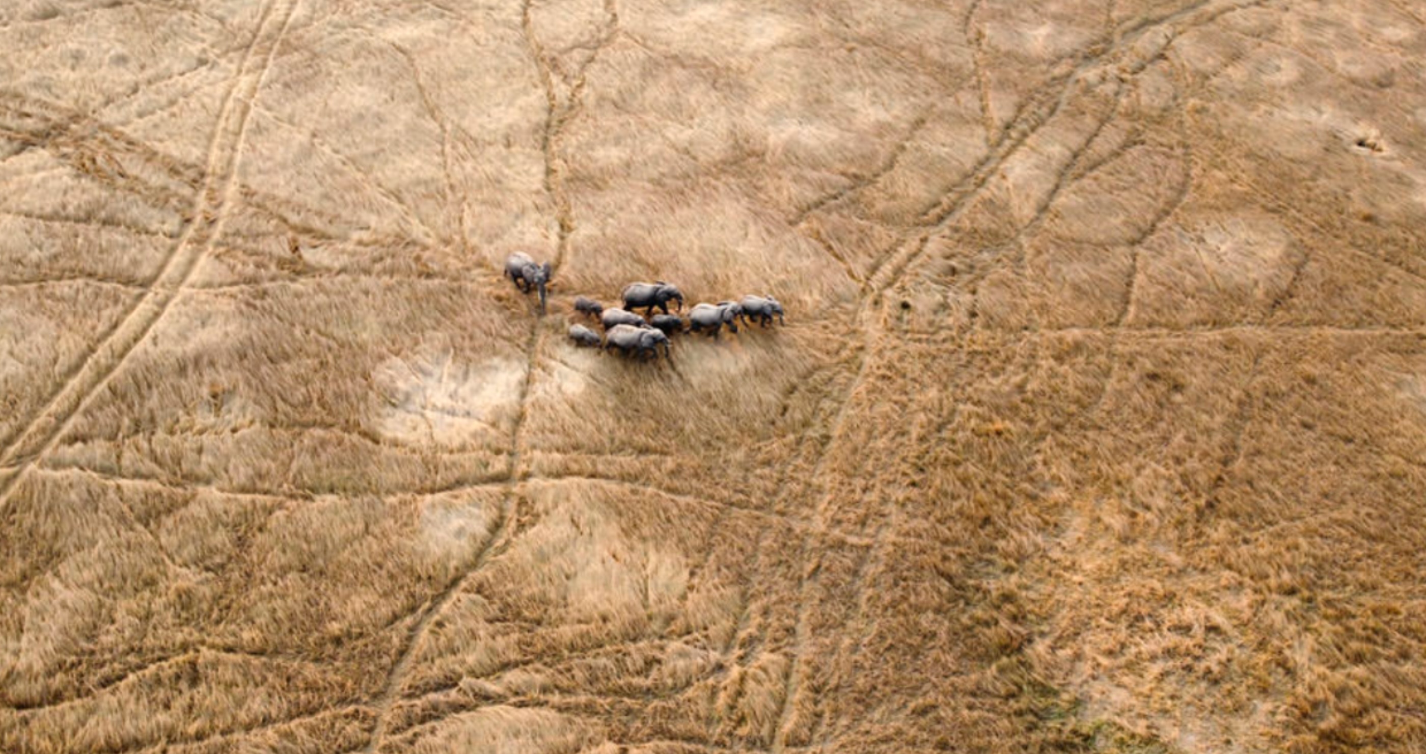15 Of My Favorite Shots From This Year's International Aerial Photographer of the Year Competition elephants