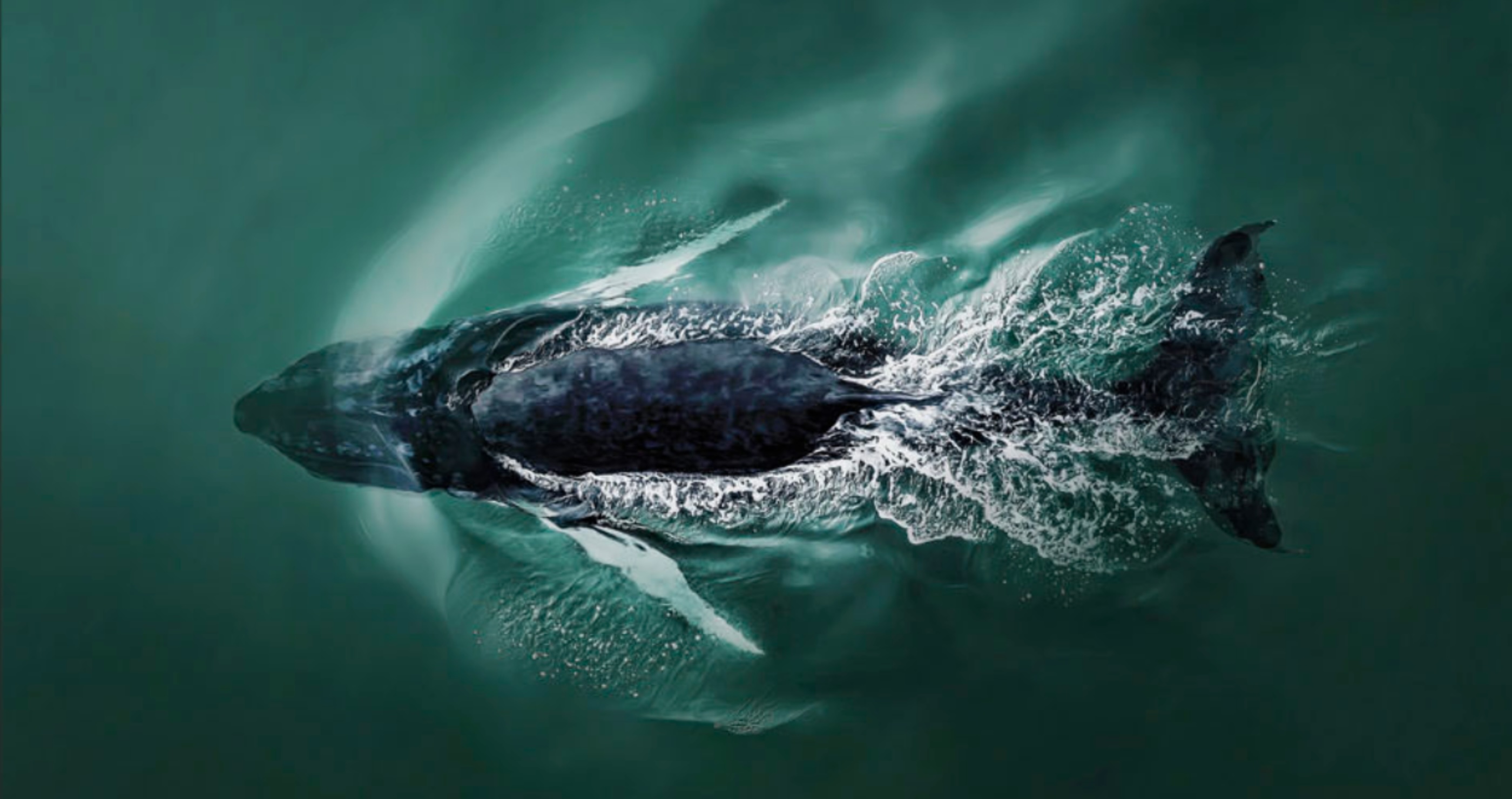 whale diving into the ocean