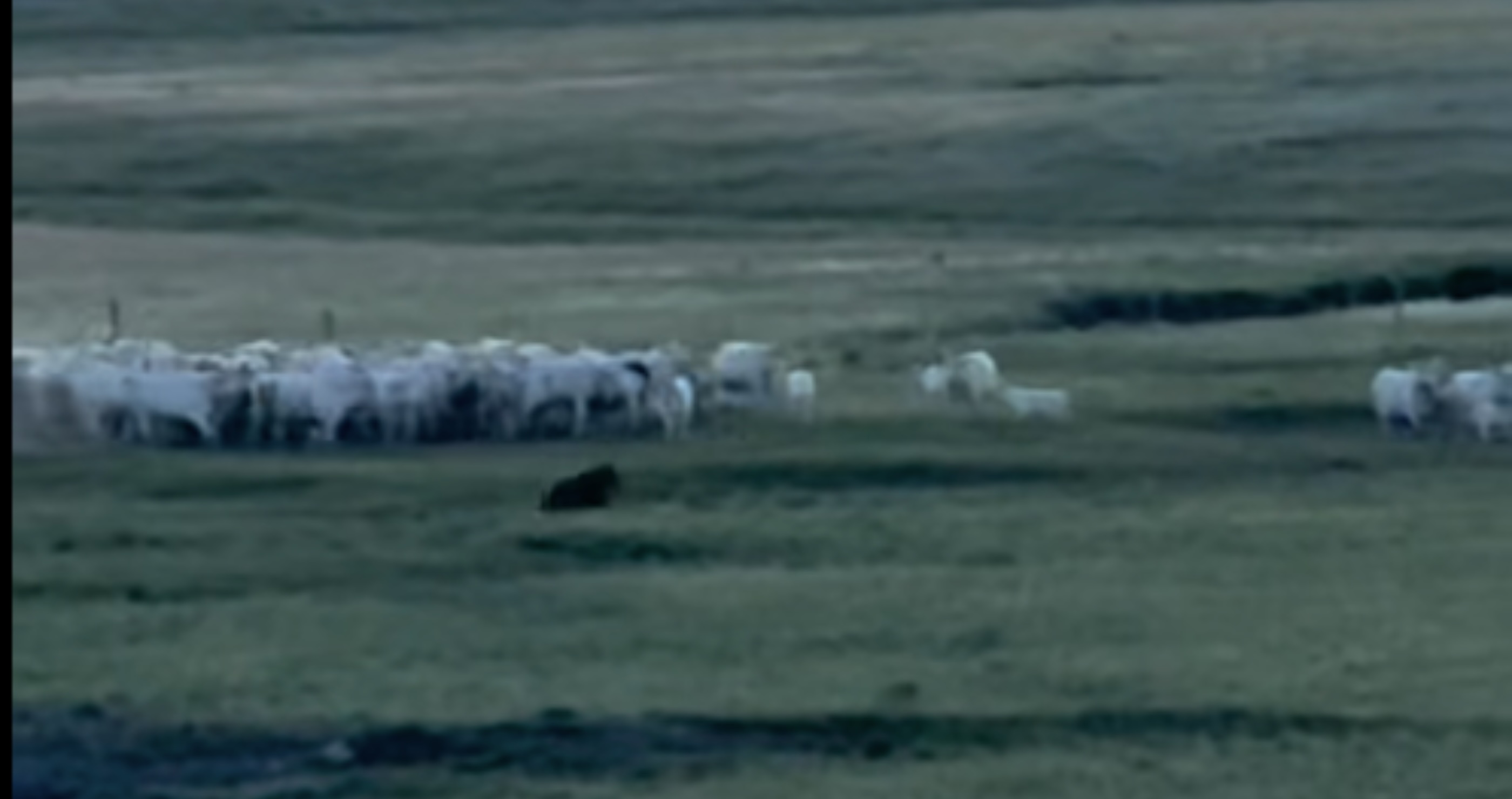 Herd Of Giant Cows Team Up To Fend Off Grizzly Bear