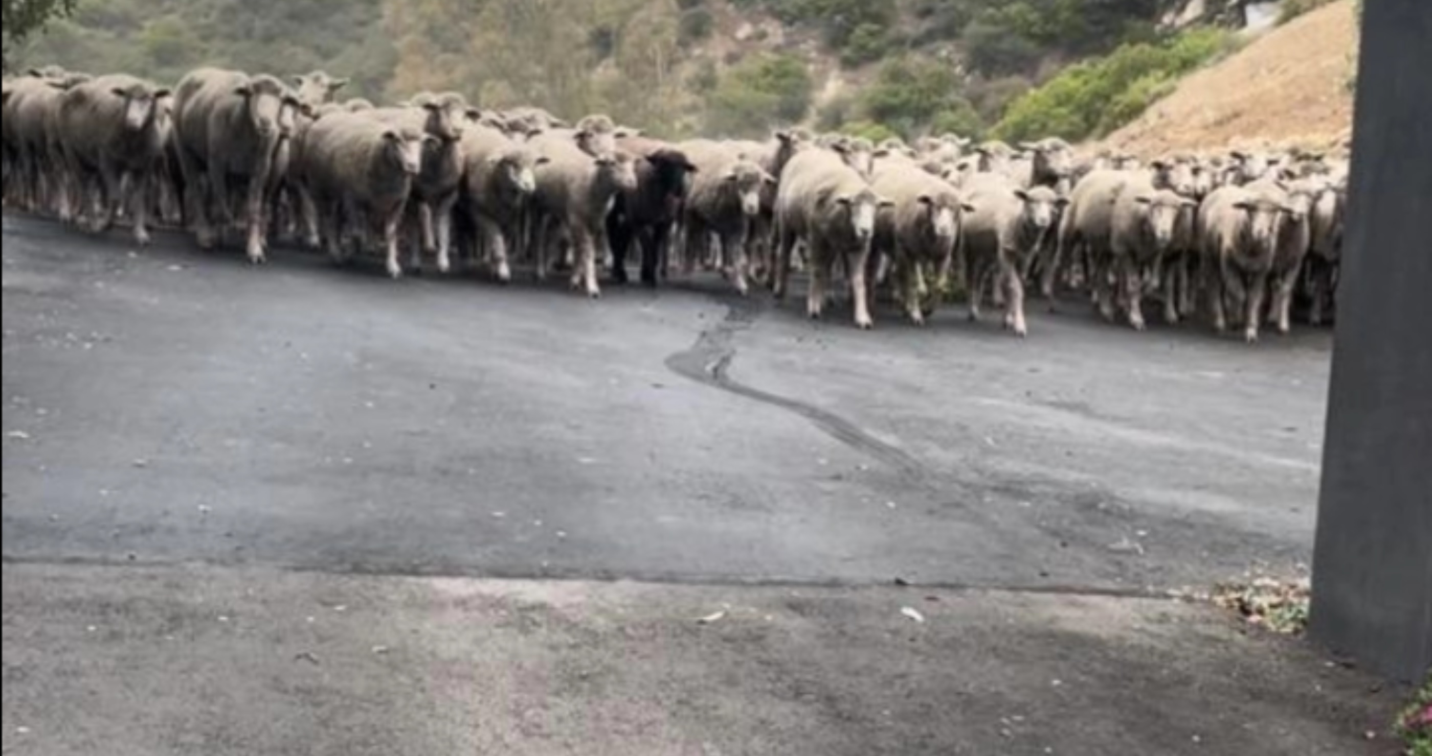 More Than 300 Sheep Storm A California Street