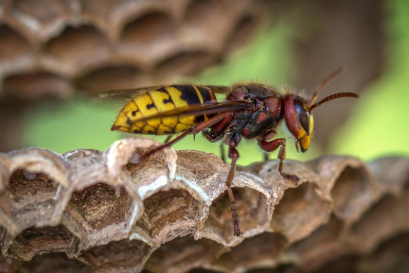 U.S. Department Of Energy Gives Update On Radioactive Wasp Nest