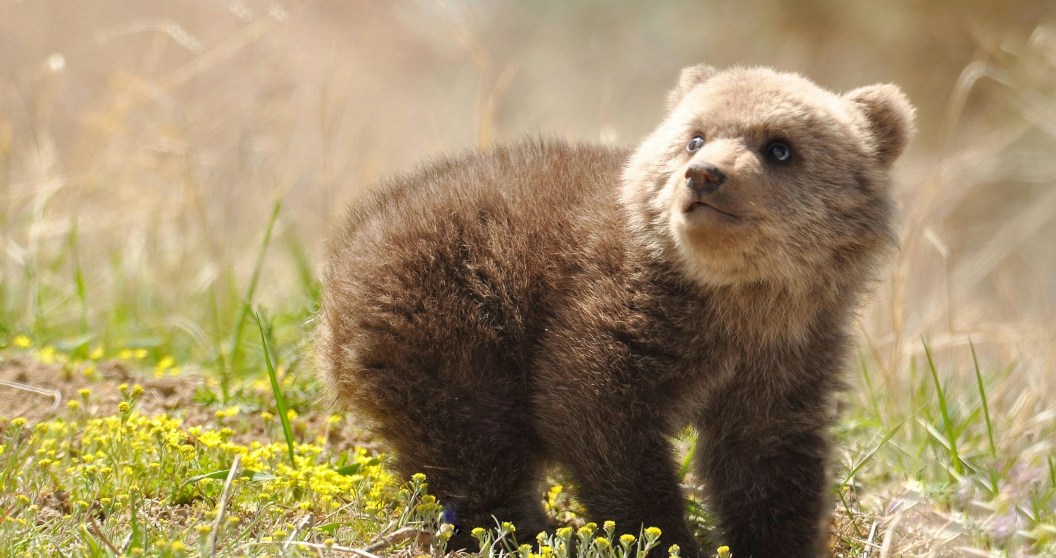Wildlife Center Rescues 6 Orphaned Bear Cubs And Shares Their Adorable New Lives Online