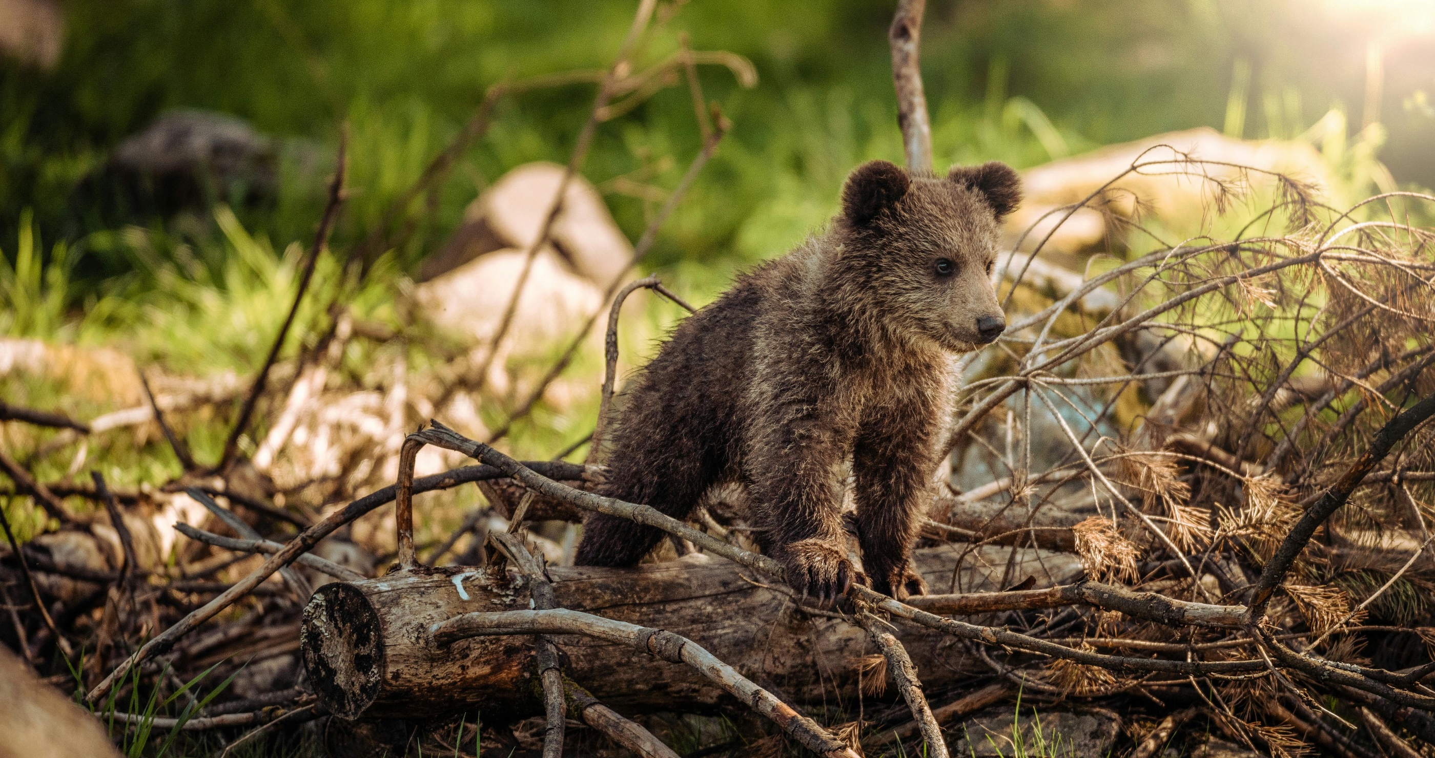 Wildlife Center Rescues Orphaned Bear Cubs