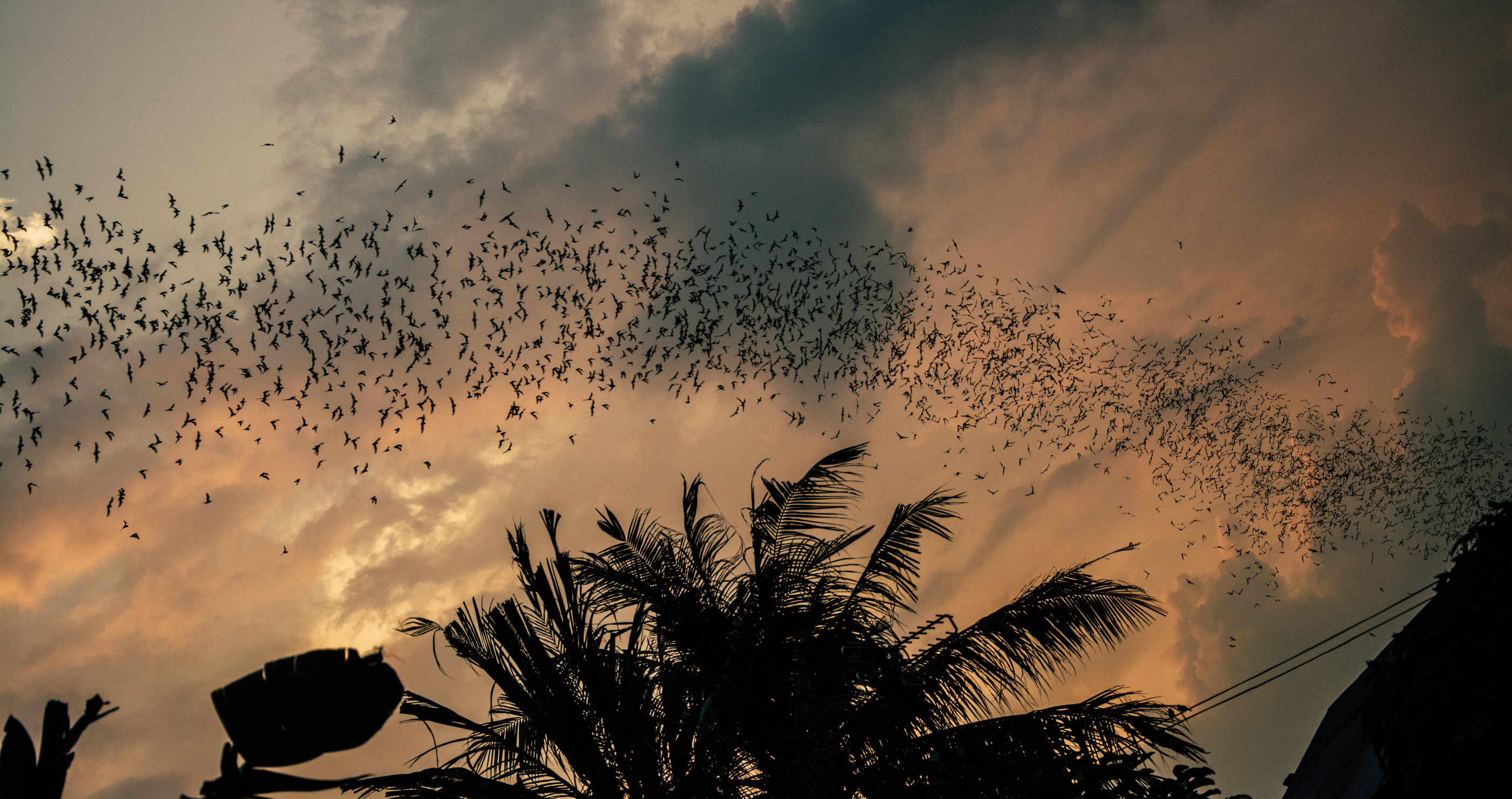 bat facts did you know Texas has one of the largest populations of bats