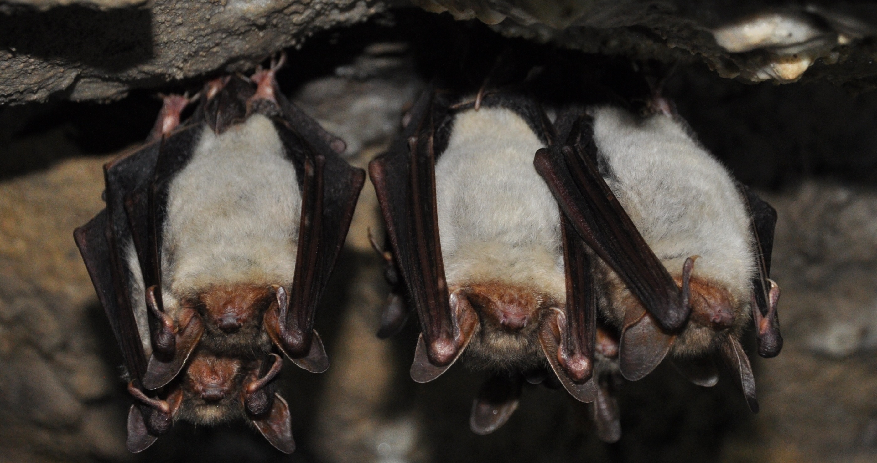 bat facts