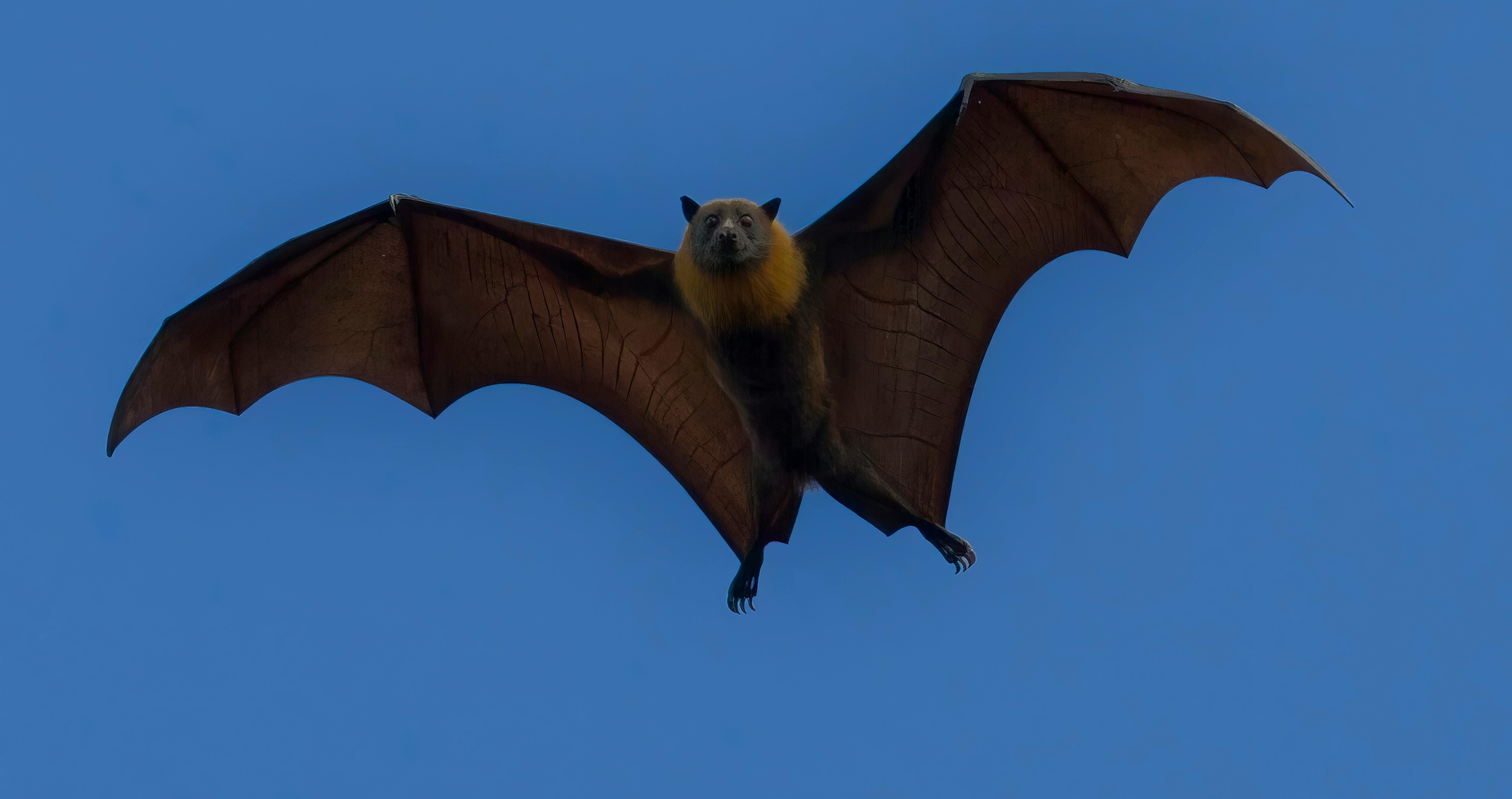 bat flying through the air