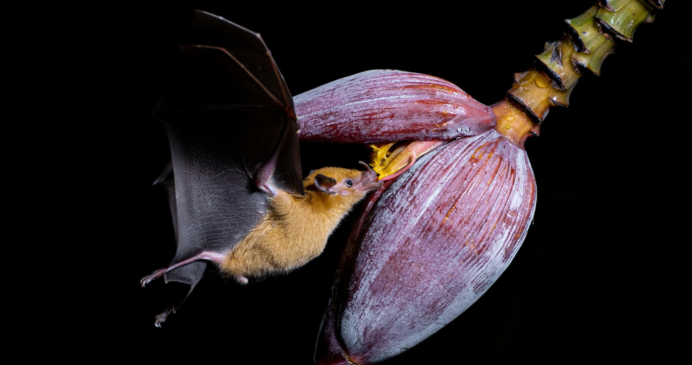 bat pollinating a plant
