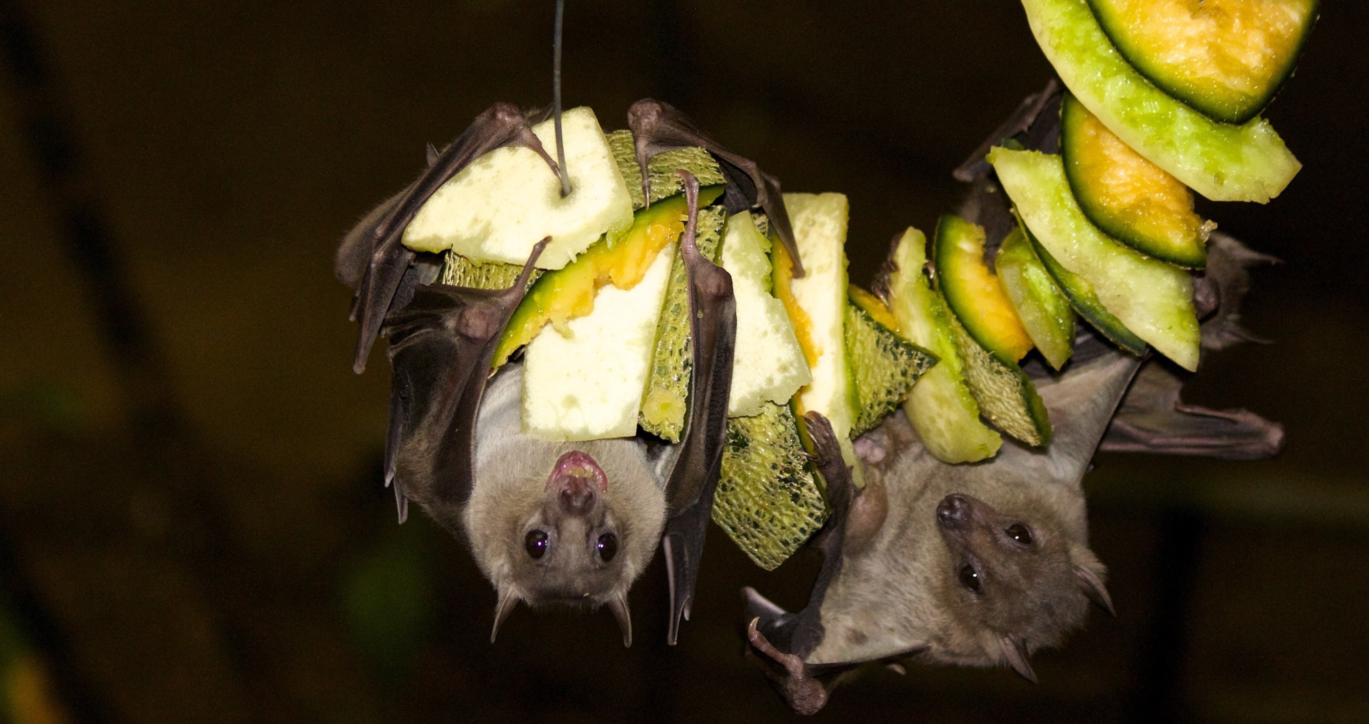 bats are great pollinators