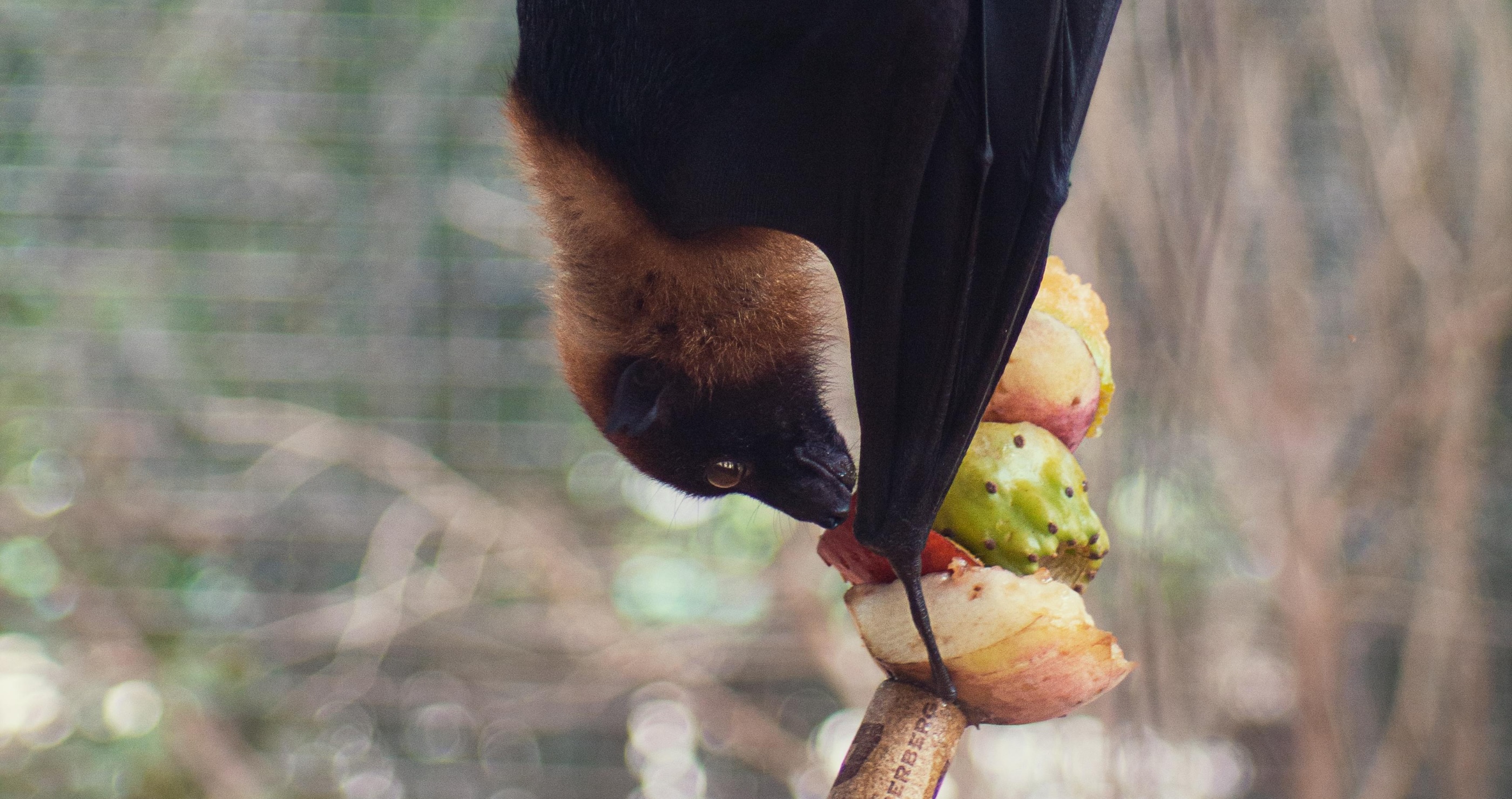 bats eat a lot