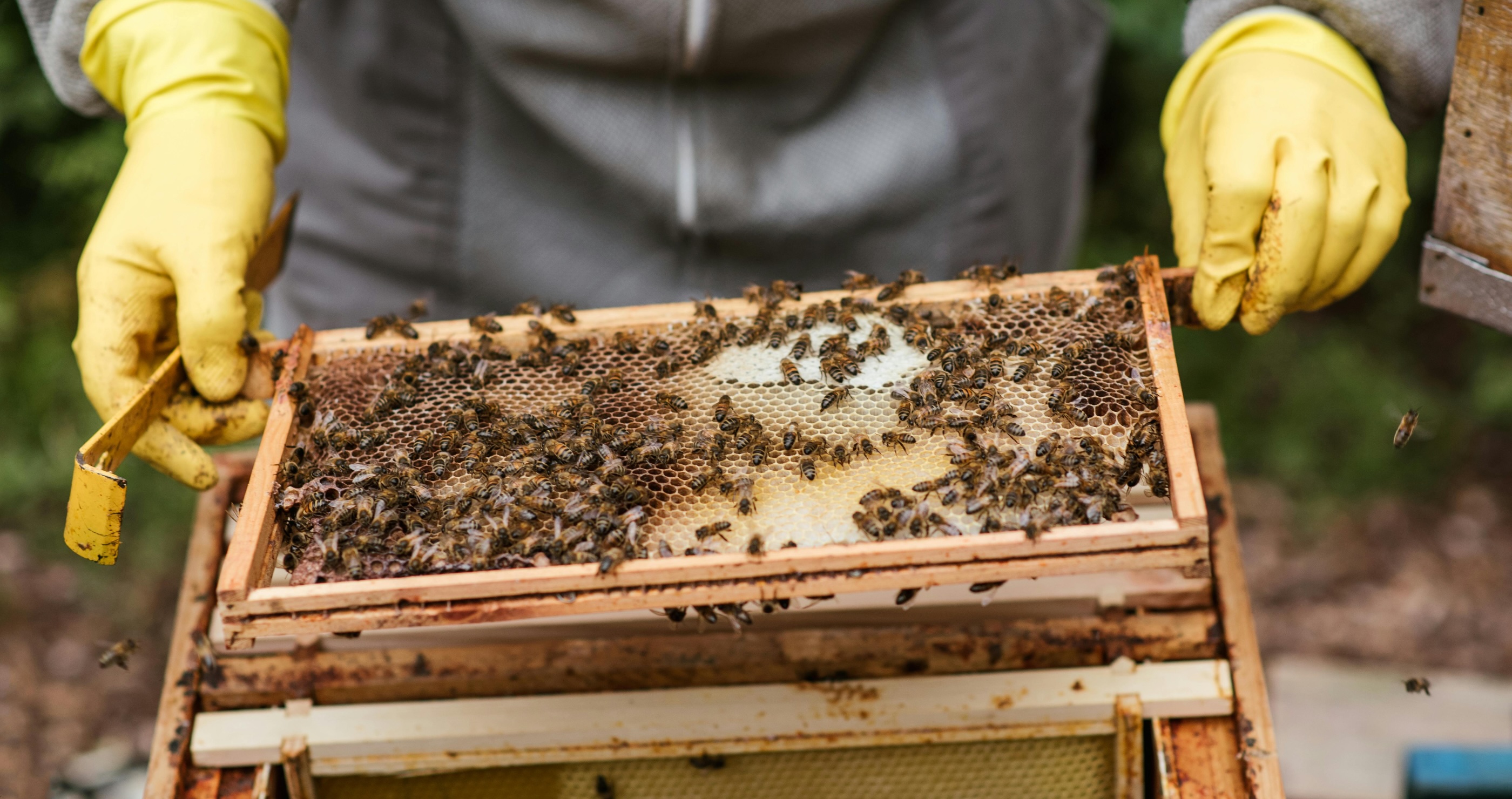 bee keeper