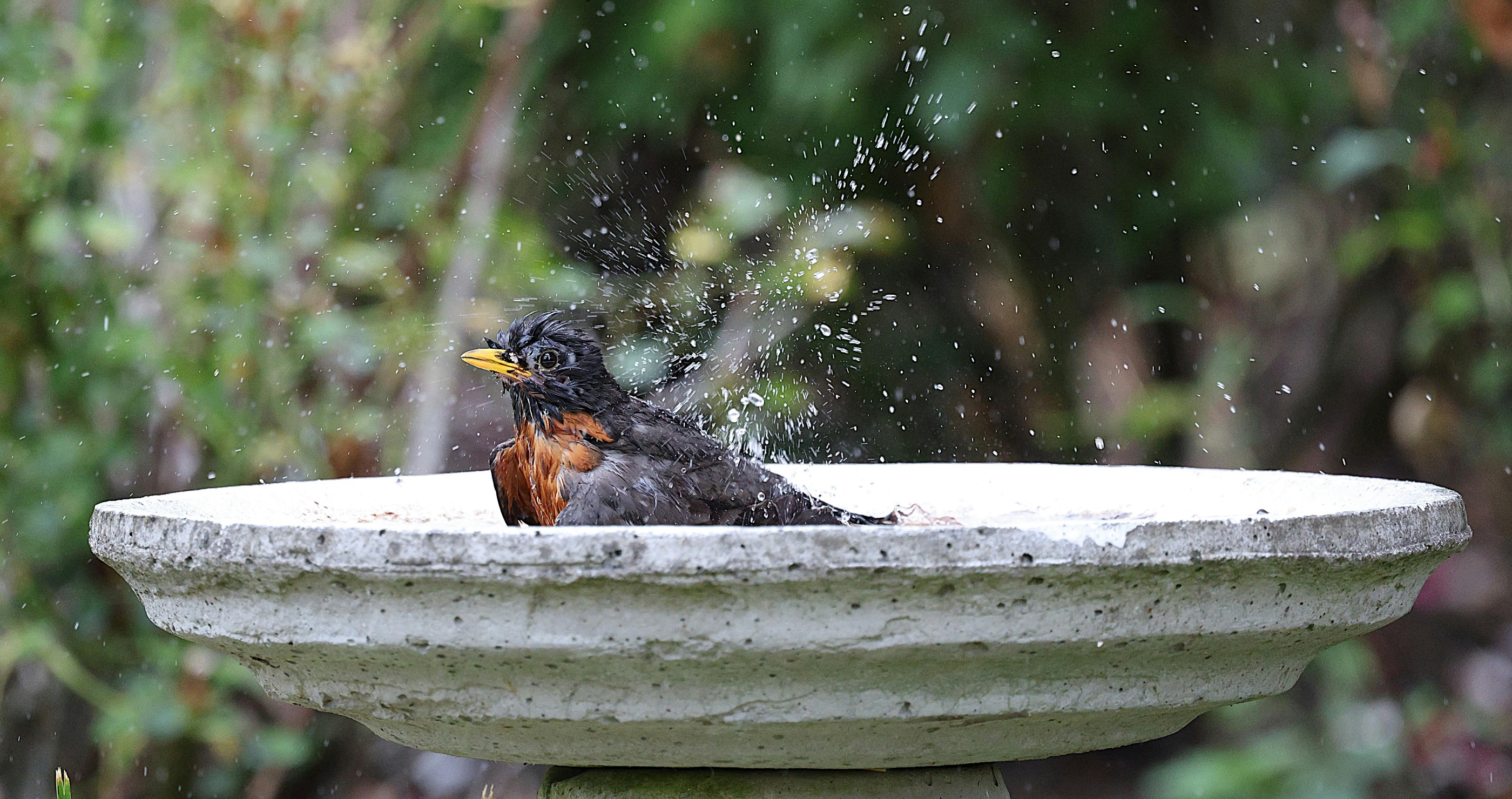 bird bath