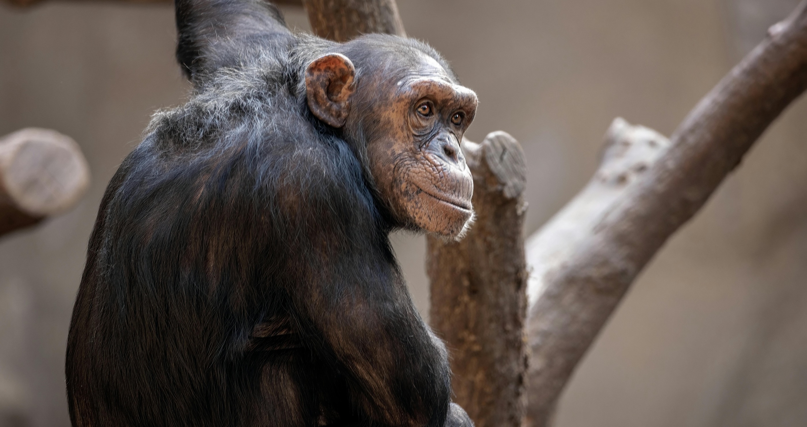 chimps are incredibly smart