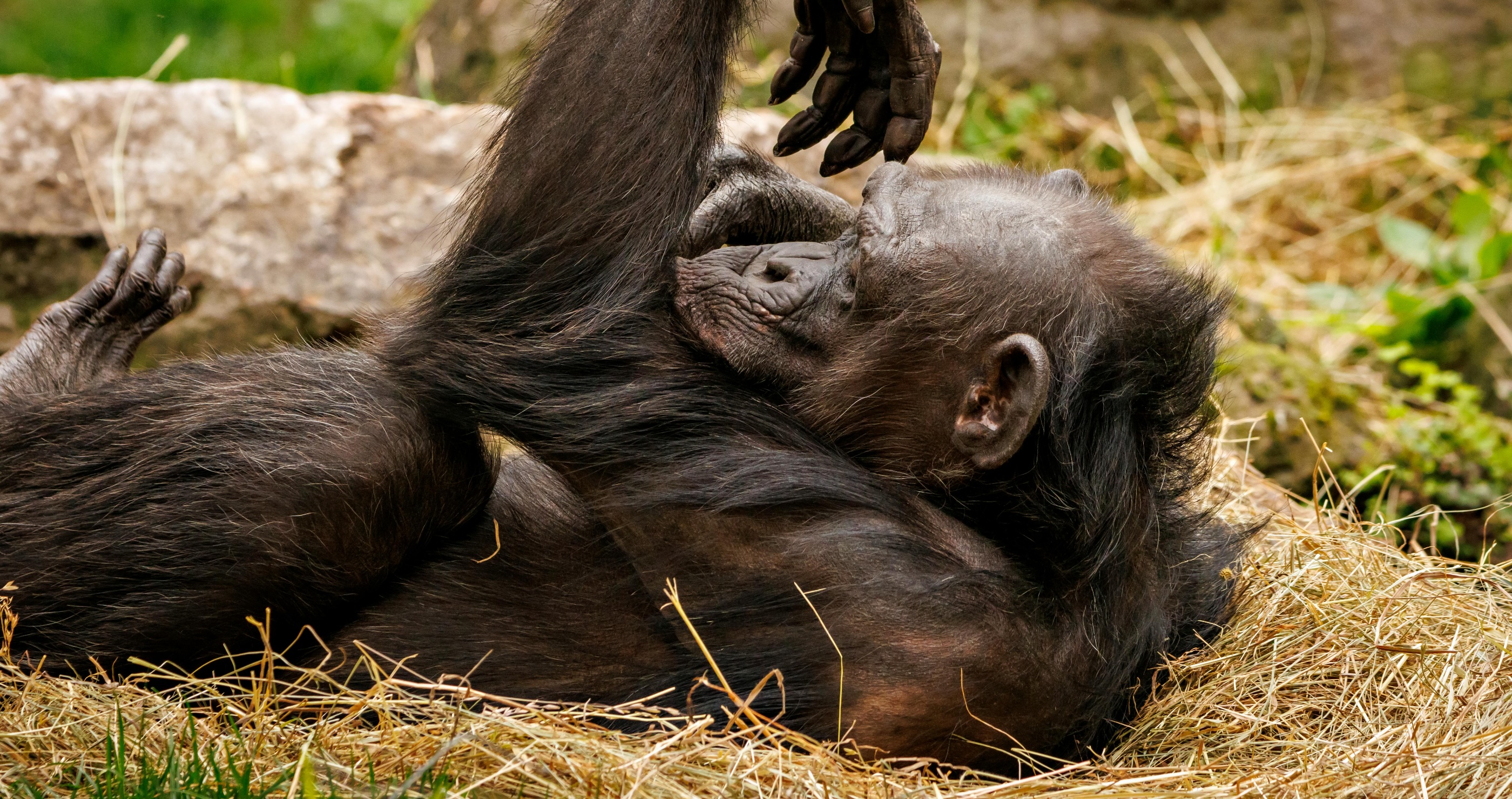 chimps make new nests each night