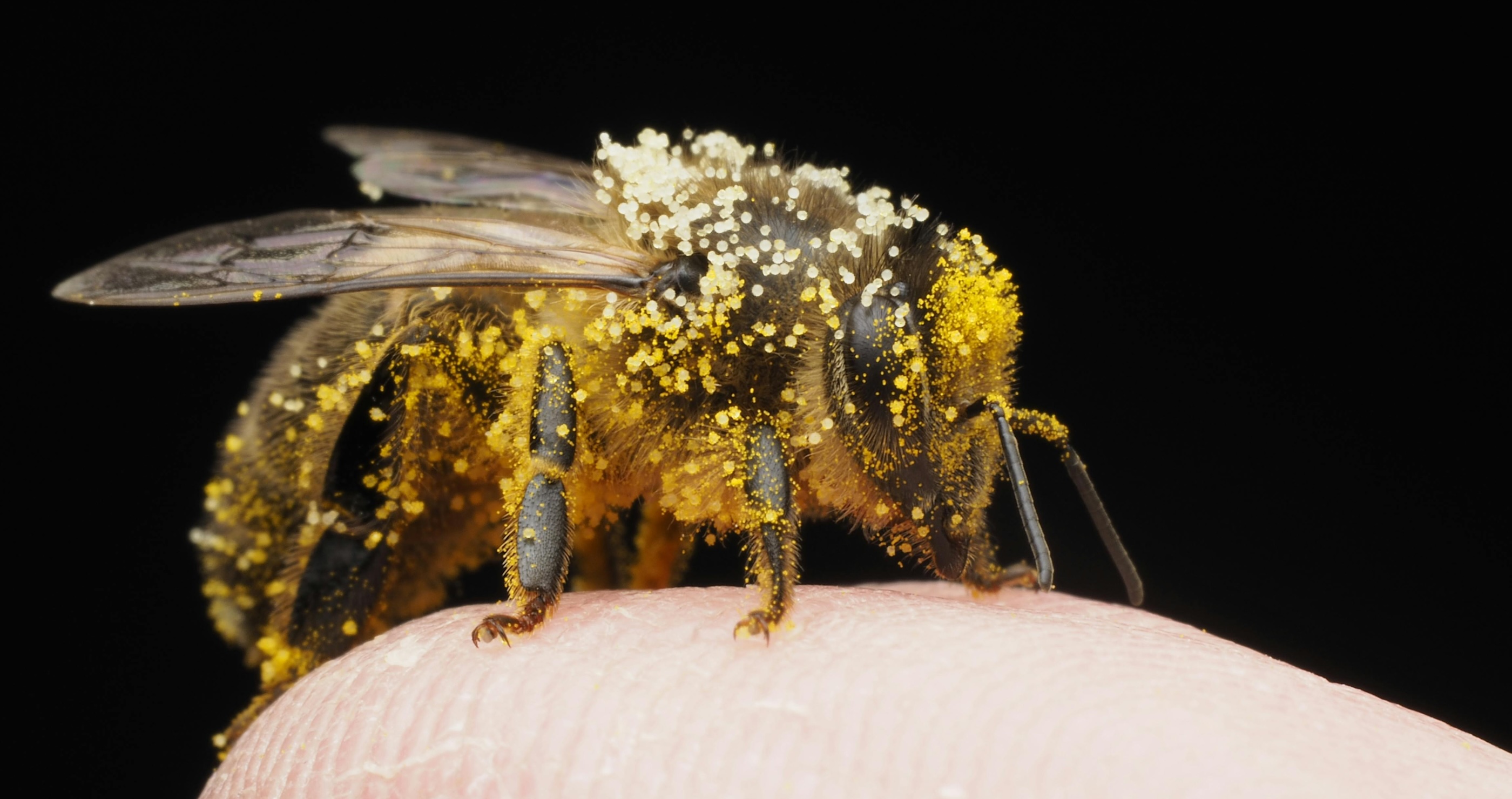 close up of a bee