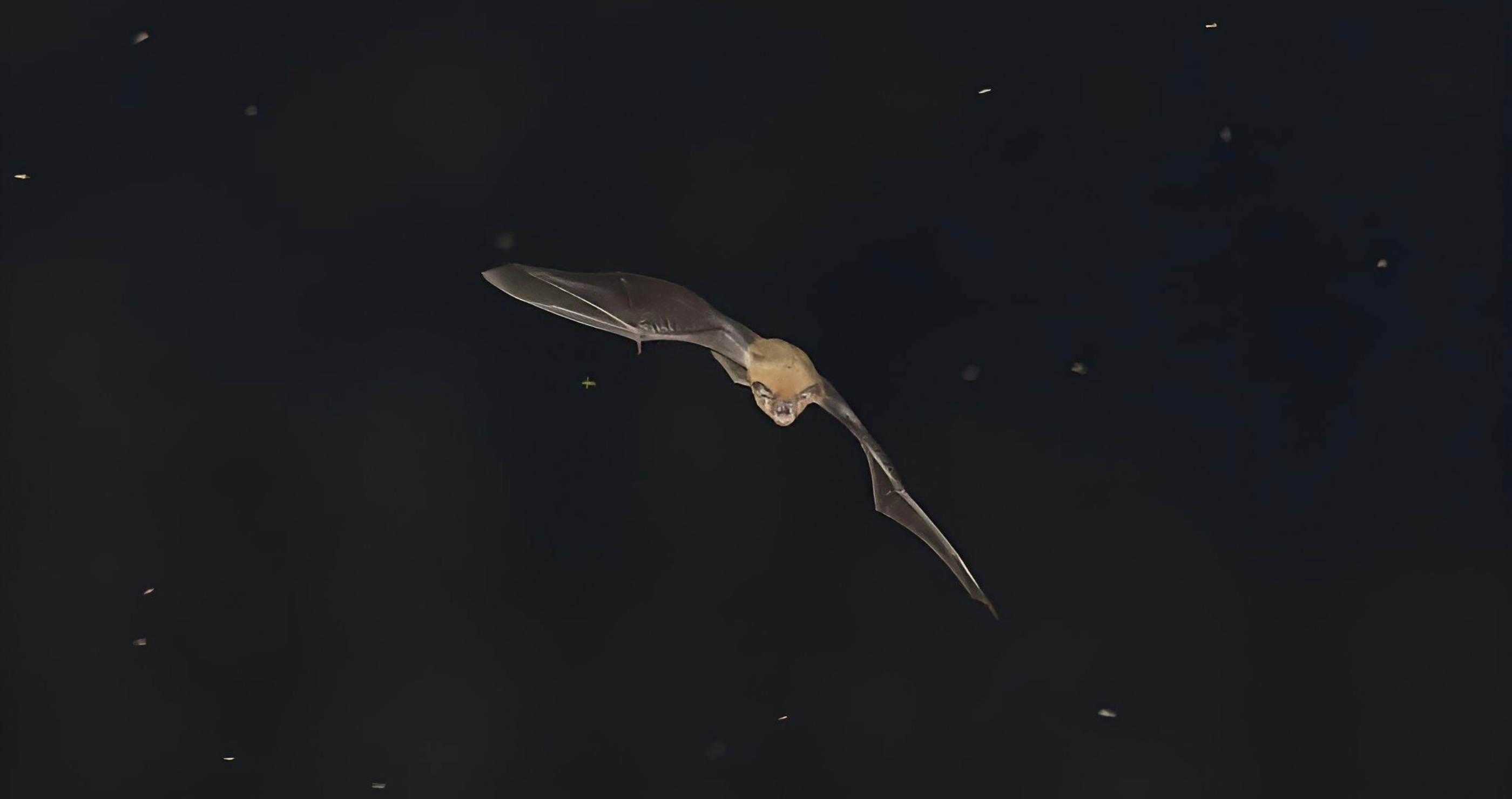 cool bat facts bats use echolocation