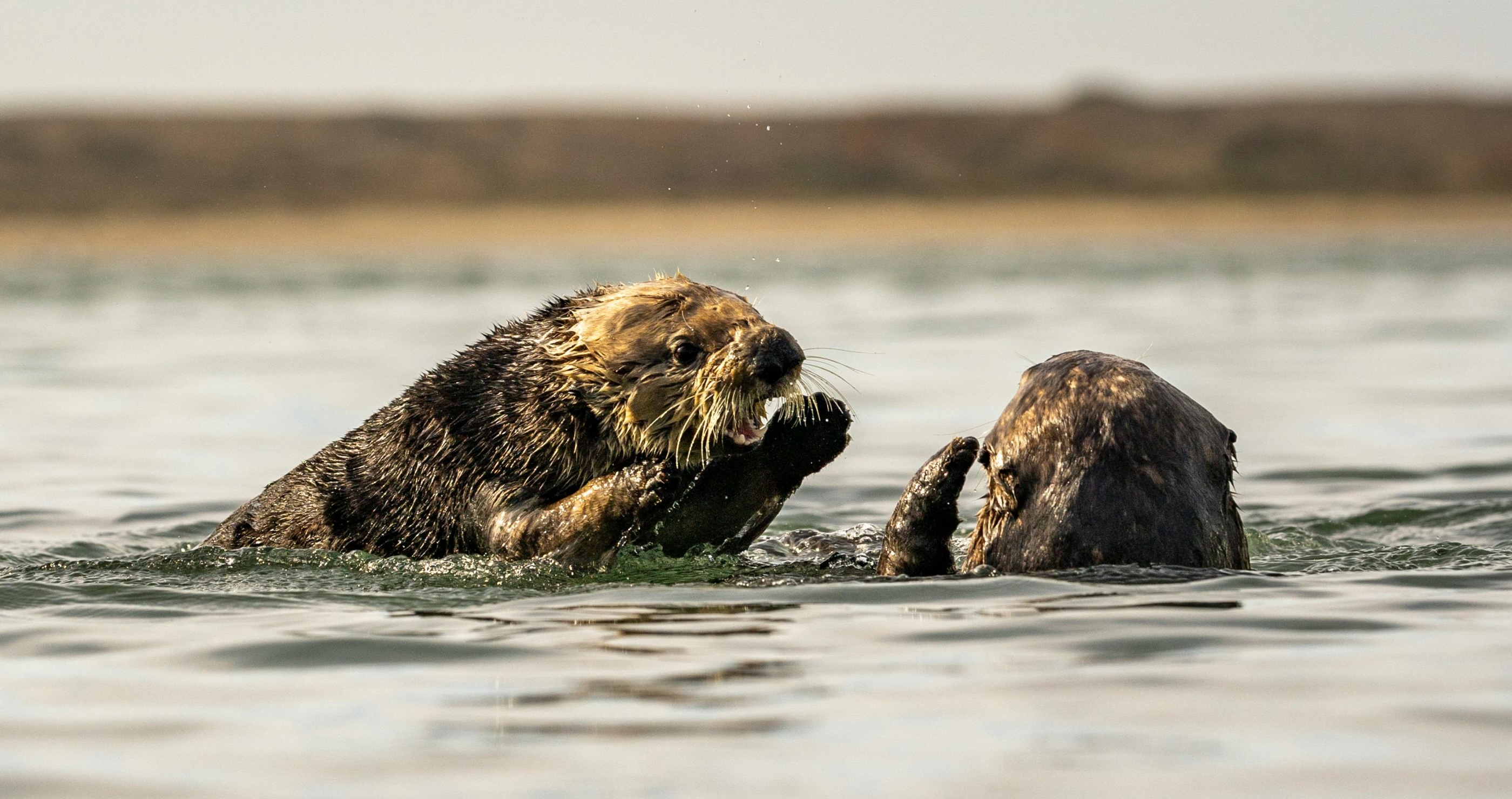 cute but not cuddly sea otters can be vicious