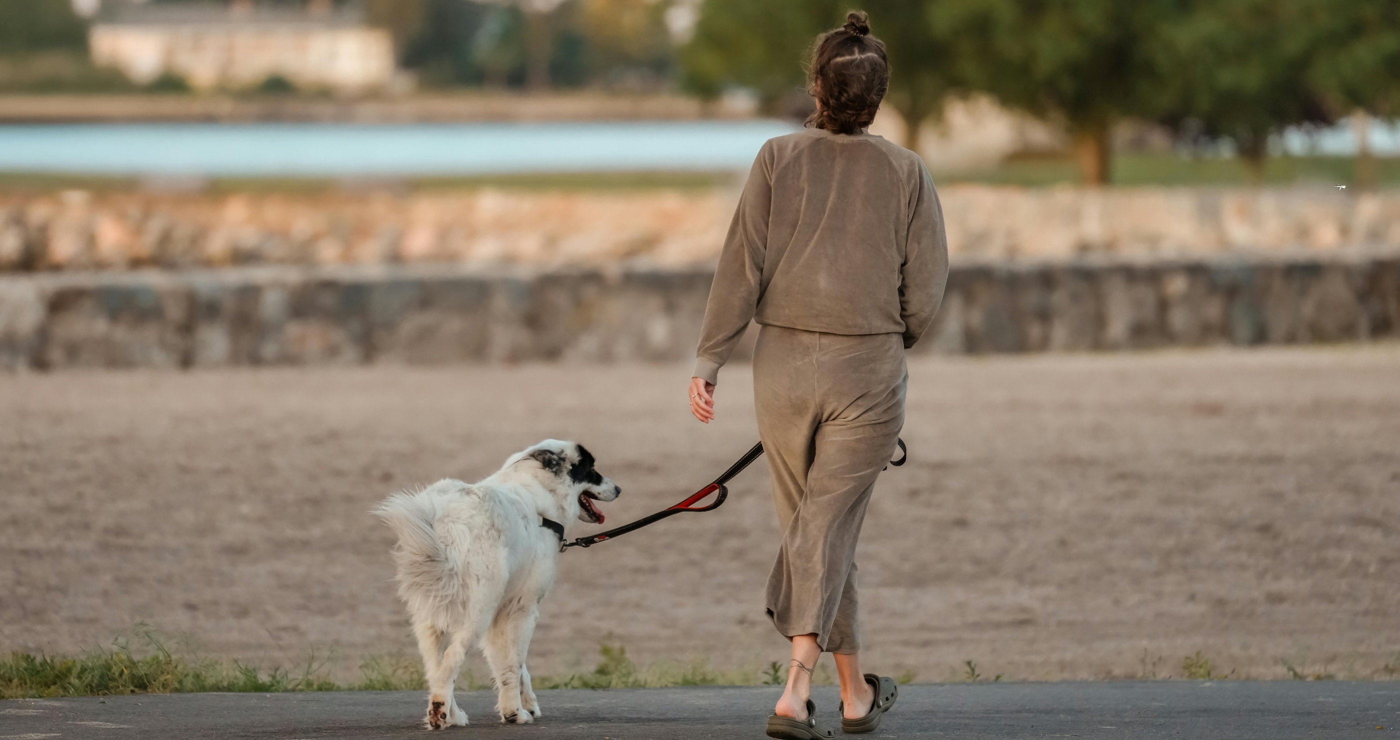 dogs save owners' lives