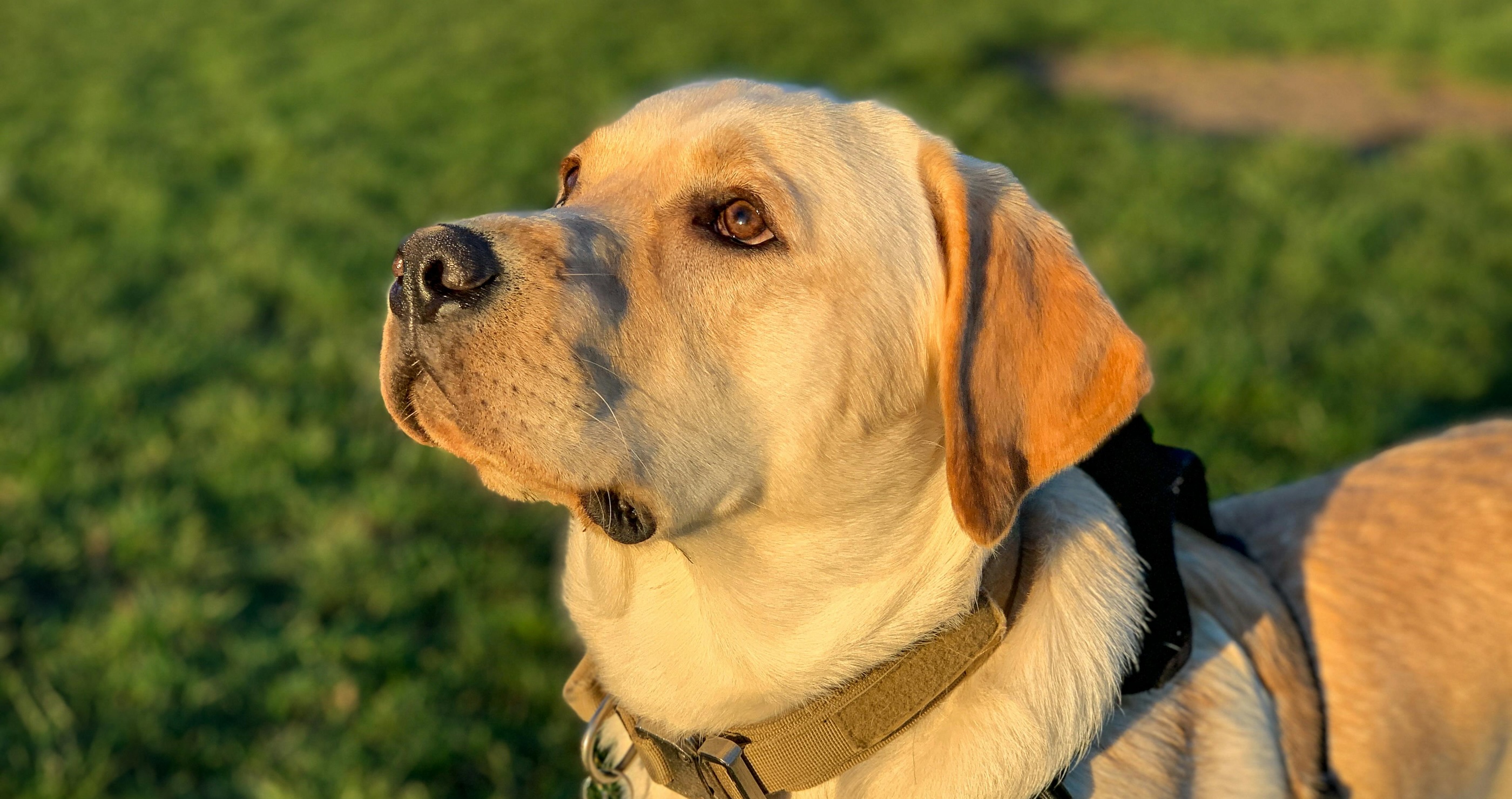 dogs save owners' lives yellow lab
