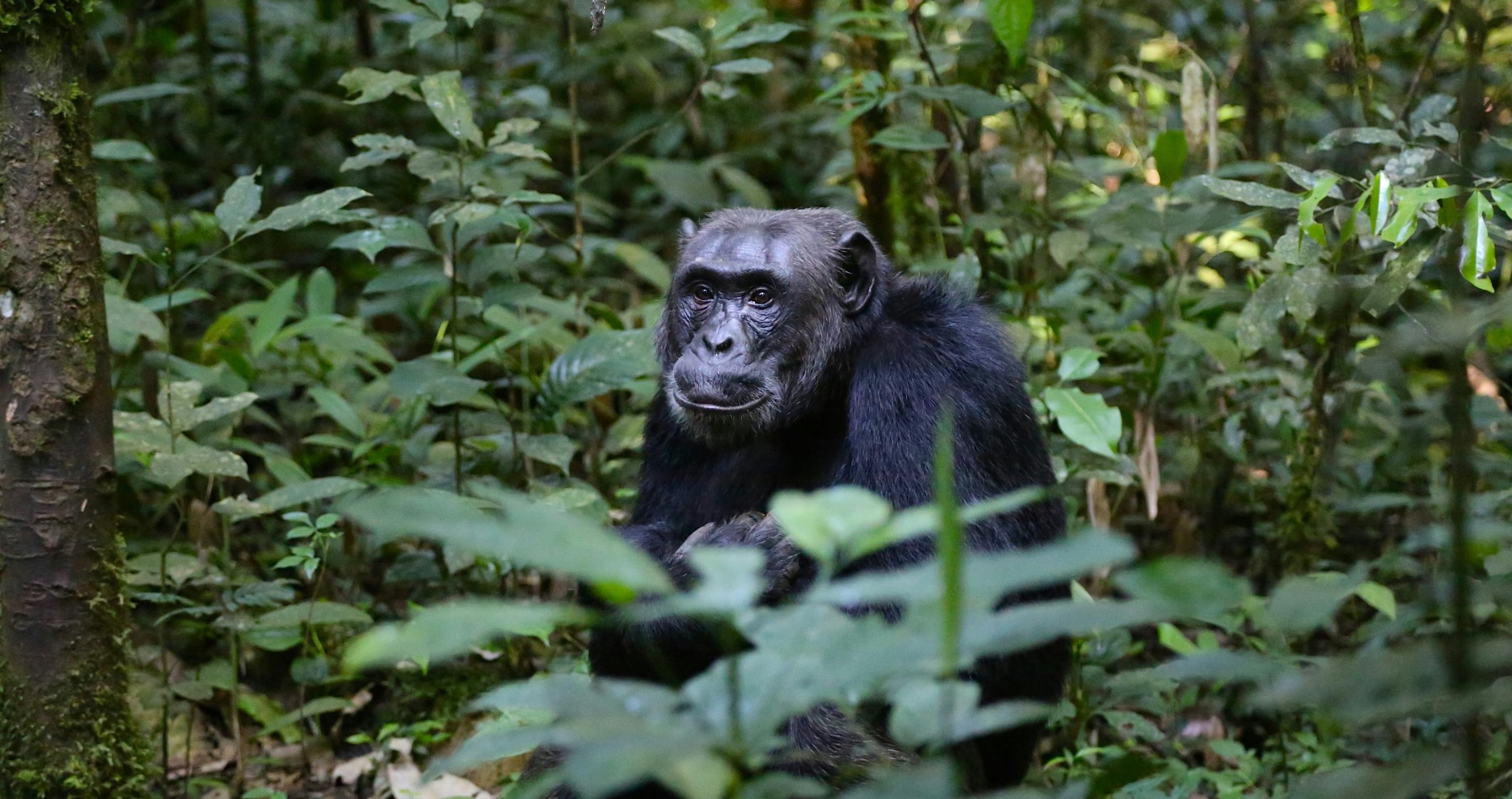 facts about chimpanzee