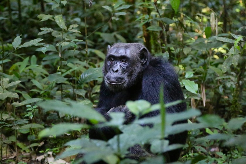 facts about chimpanzee