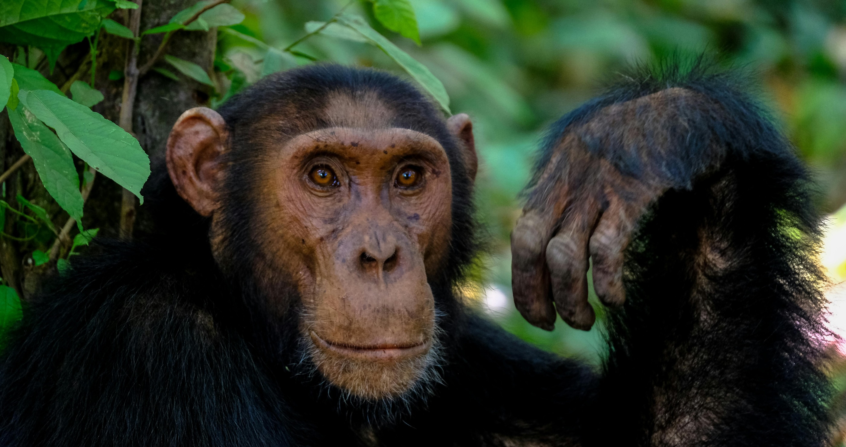 facts about chimpanzees