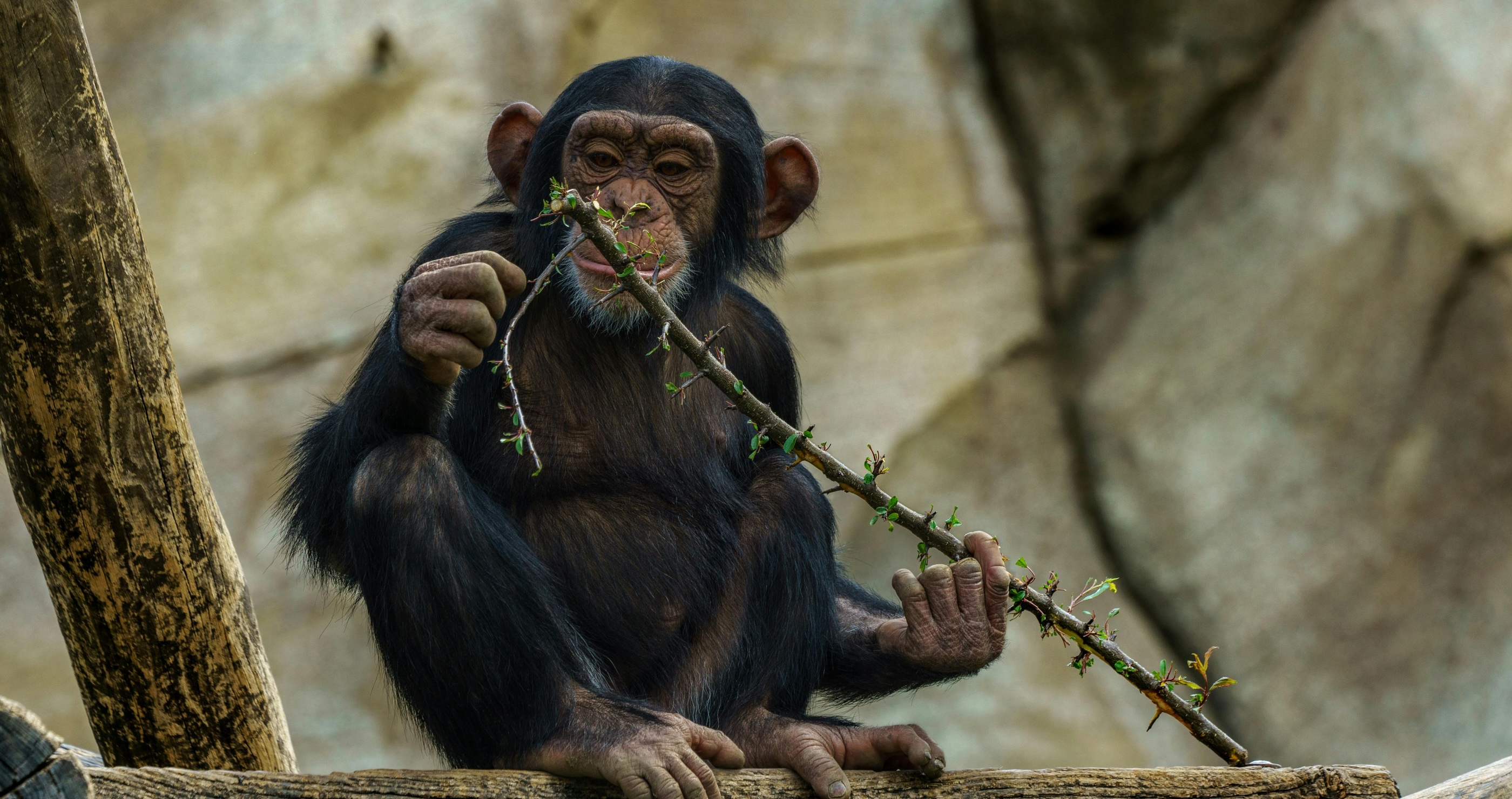 fun facts about chimpanzees