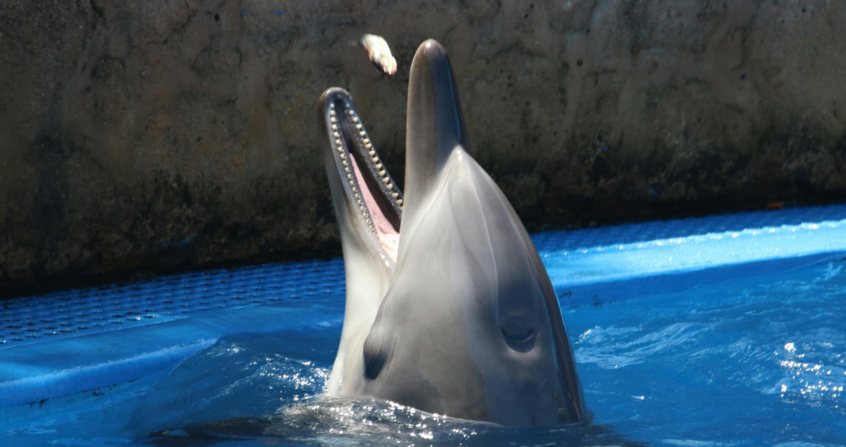 incredible dolphin facts they have more than one stomach