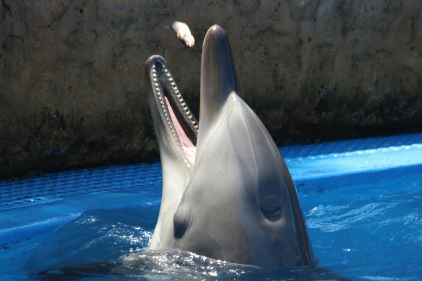 incredible dolphin facts they have more than one stomach