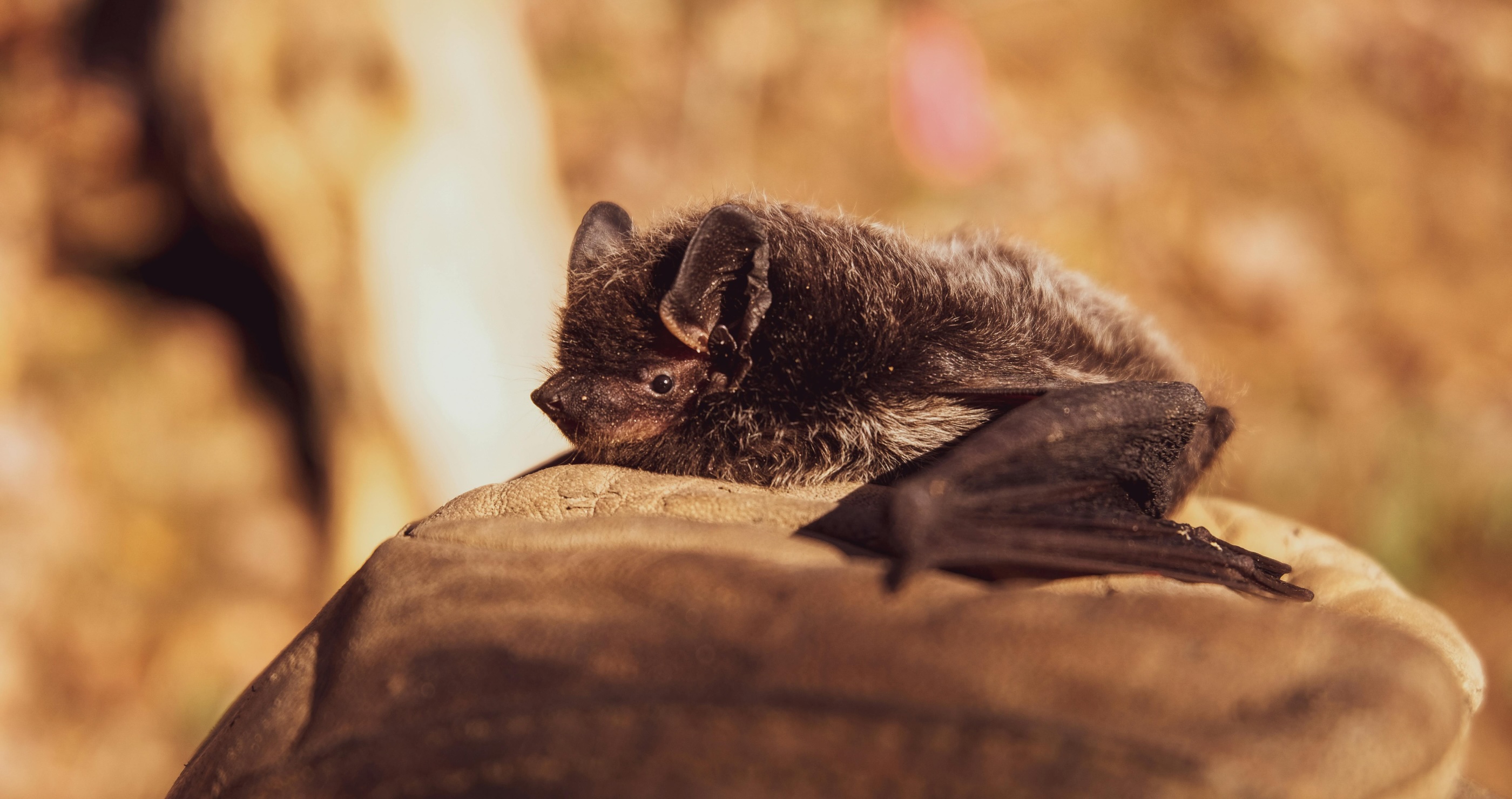 incredible bat facts
