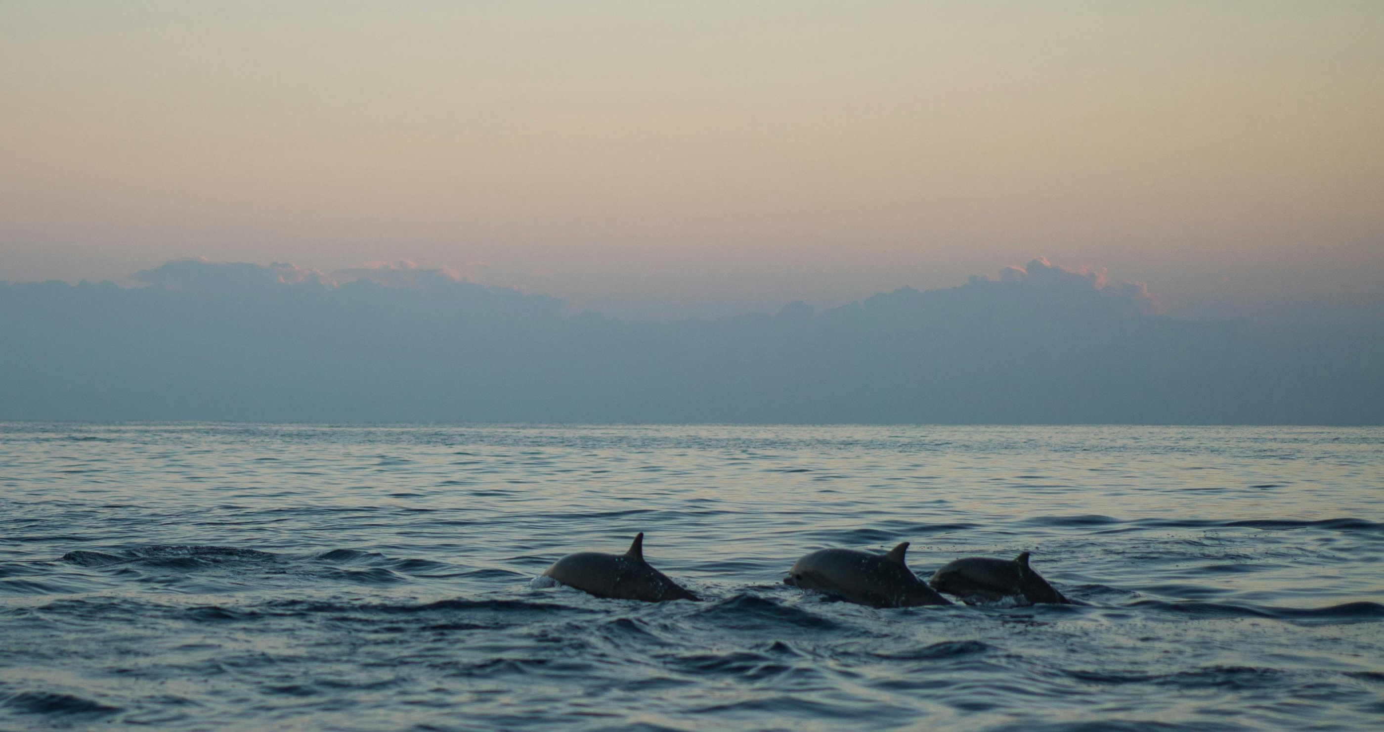 incredible dolphin facts there are over 49 species of them