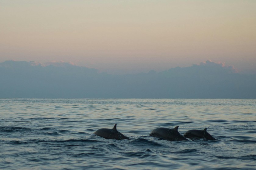incredible dolphin facts there are over 49 species of them