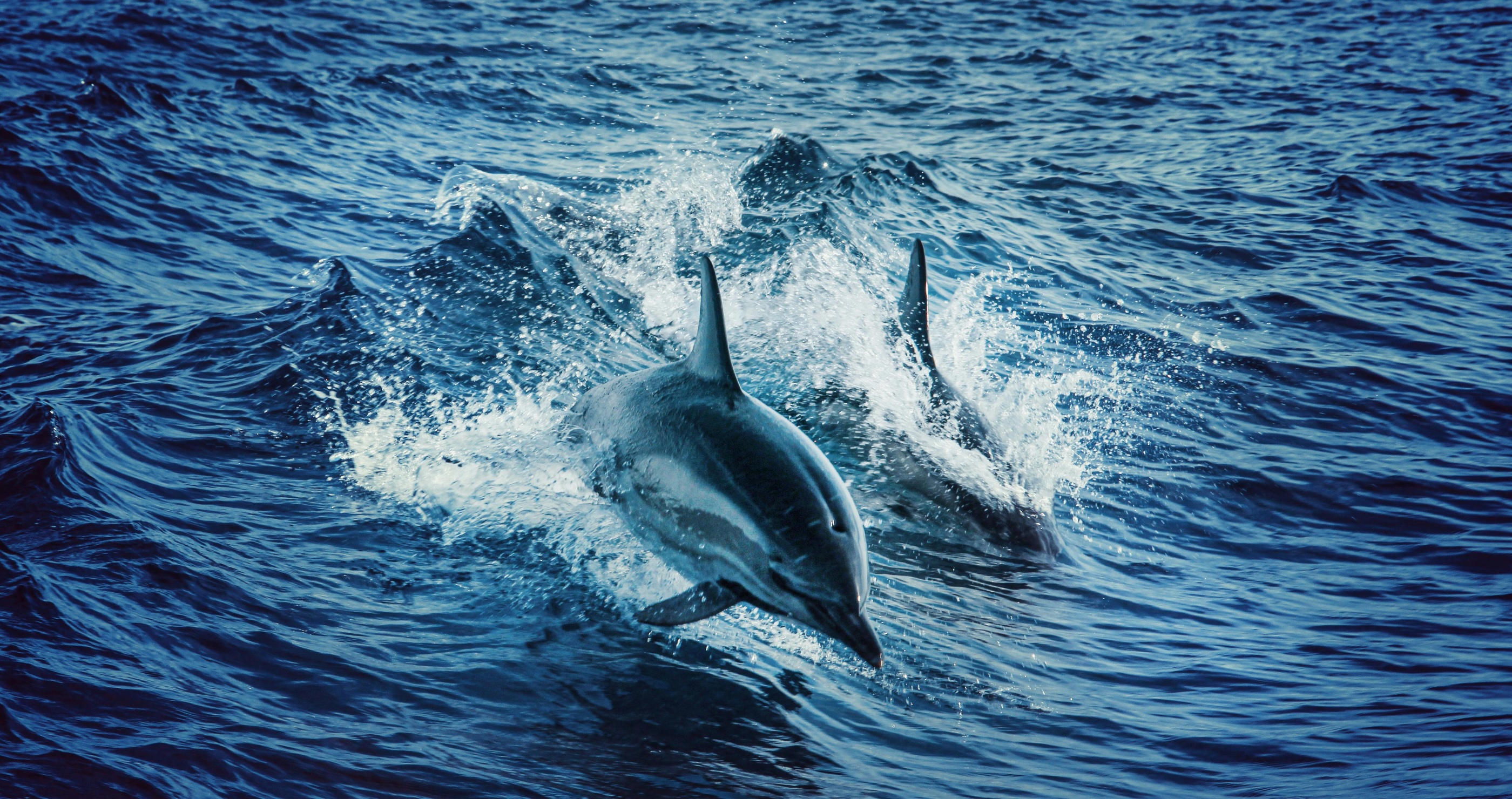 incredible dolphin facts