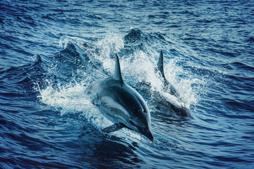 incredible dolphin facts