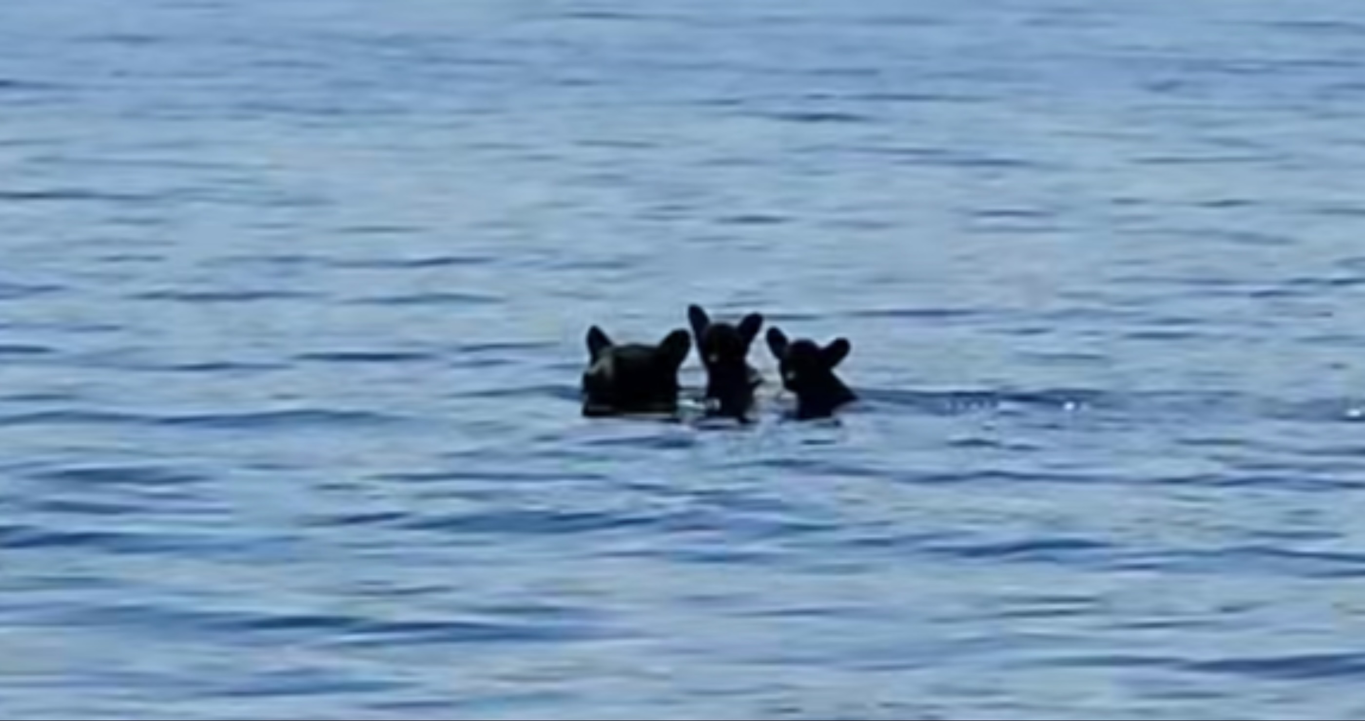 mama bear ferries cubs across reservoir