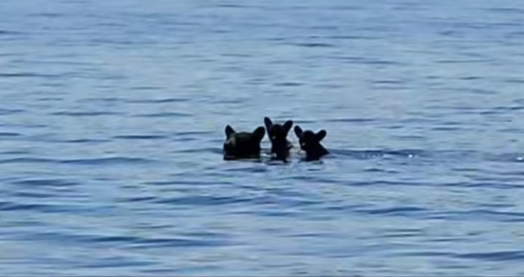 mama bear ferries cubs across reservoir