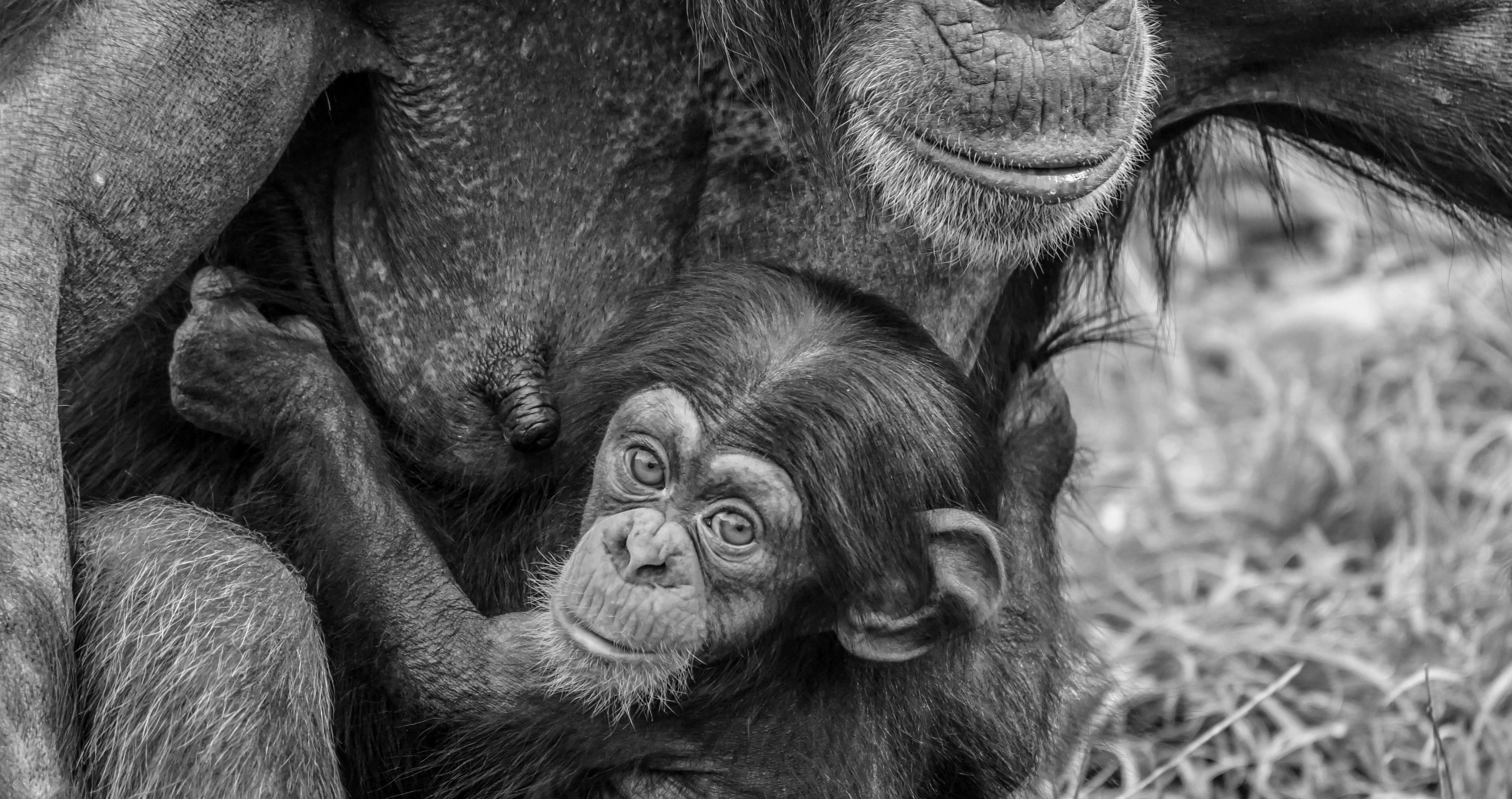 mother and baby chimpanzee