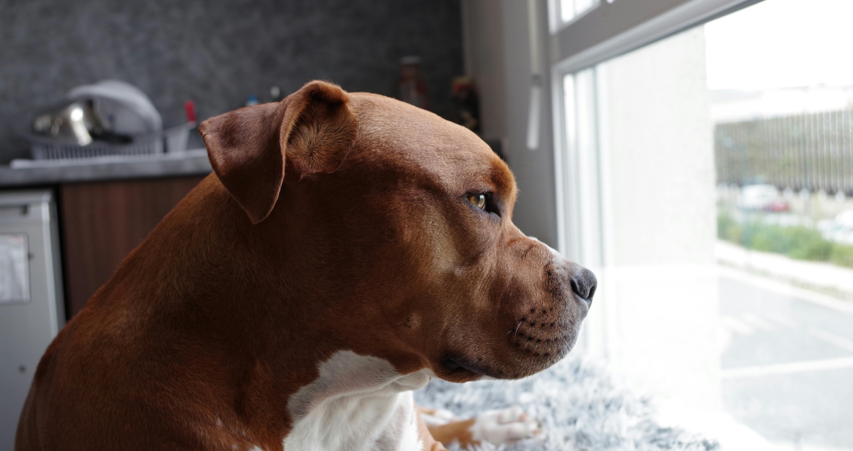 pitbull