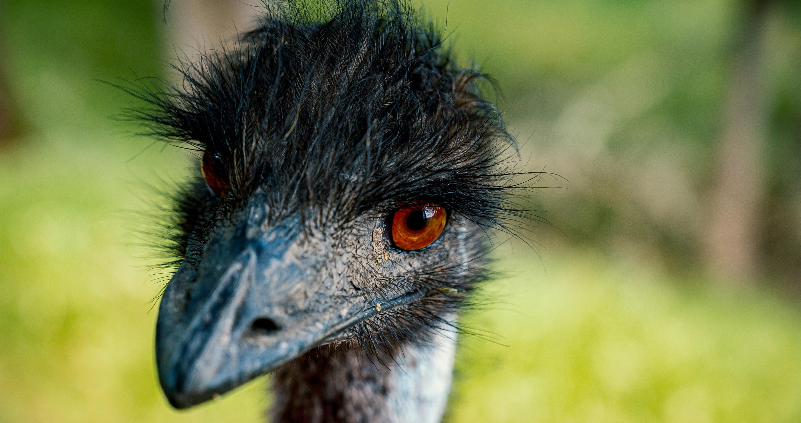 scientists want to bring back the giant moa bird from extinction