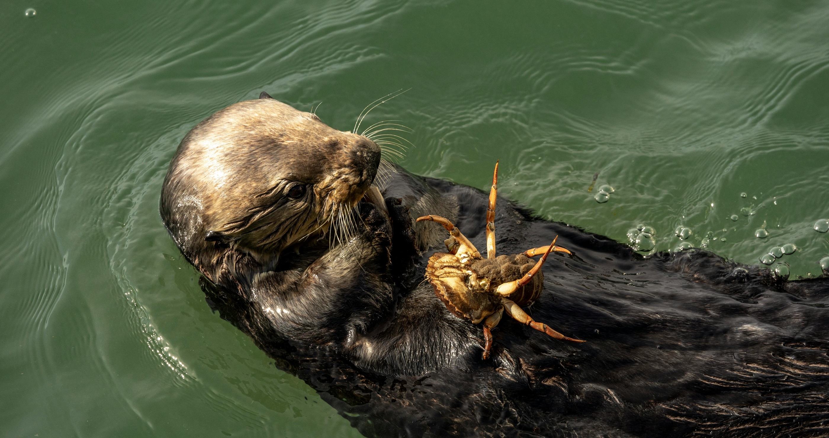 sea otter eating a crab