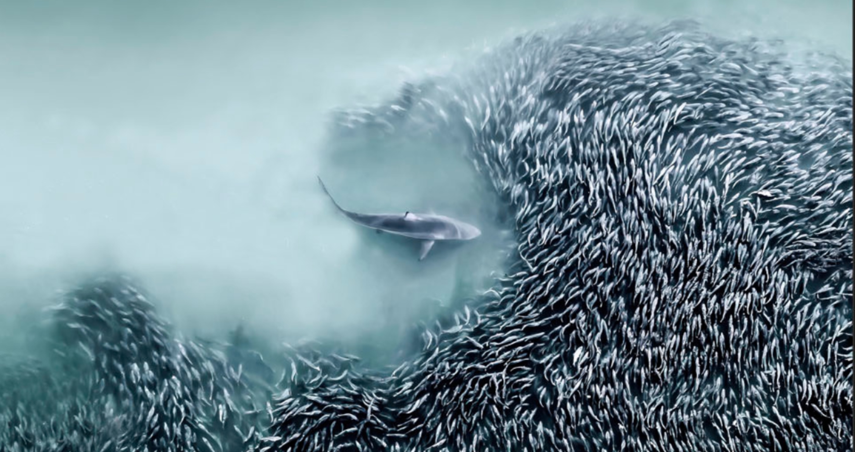 shark going after fish