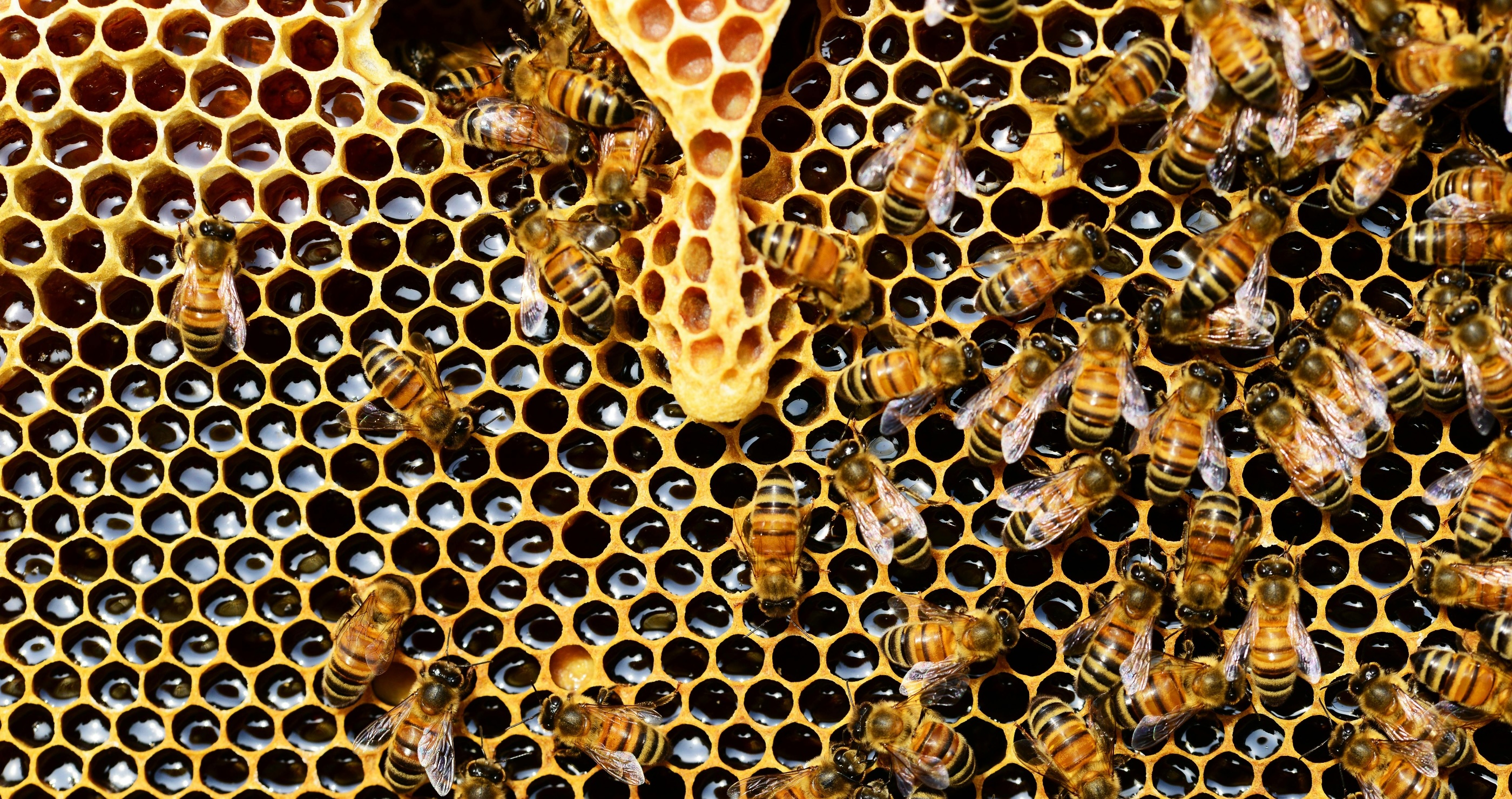 the importance of the honeybee