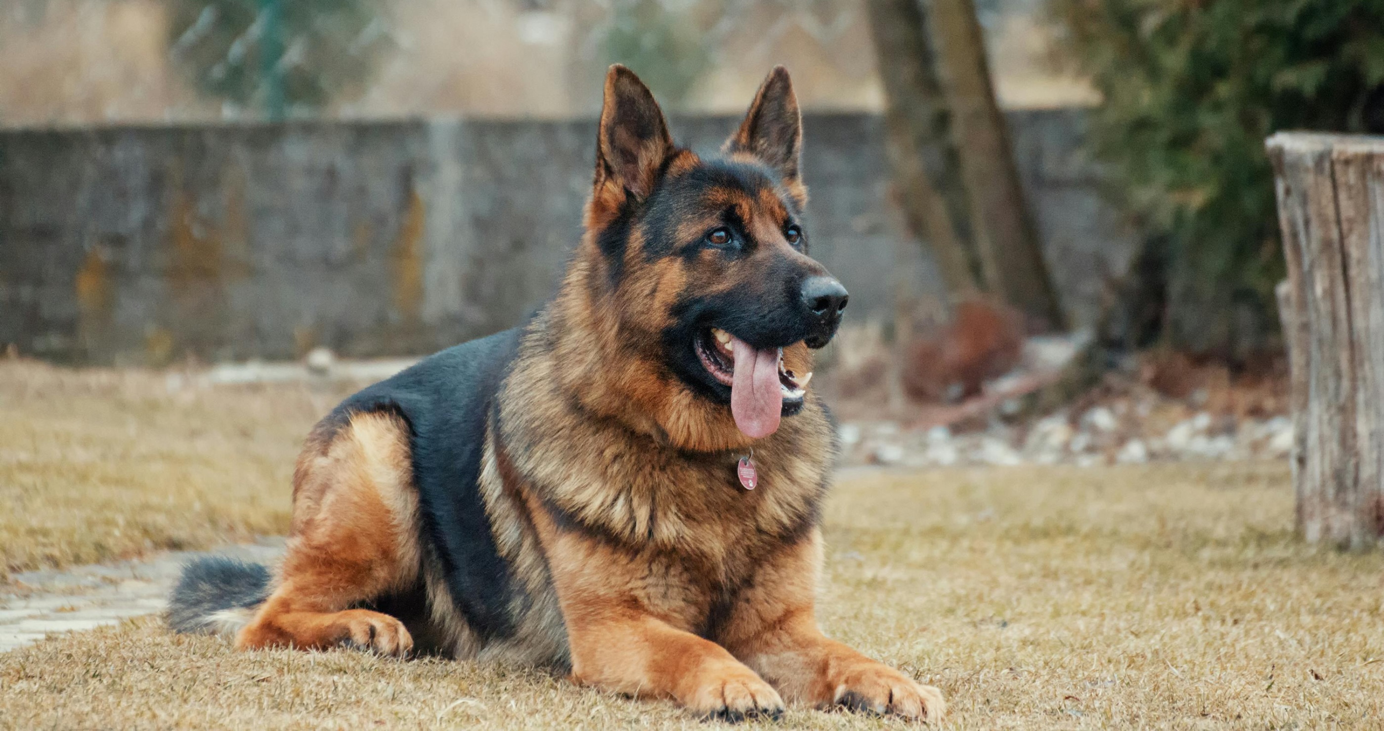 times dogs saved their owners' lives german shepard